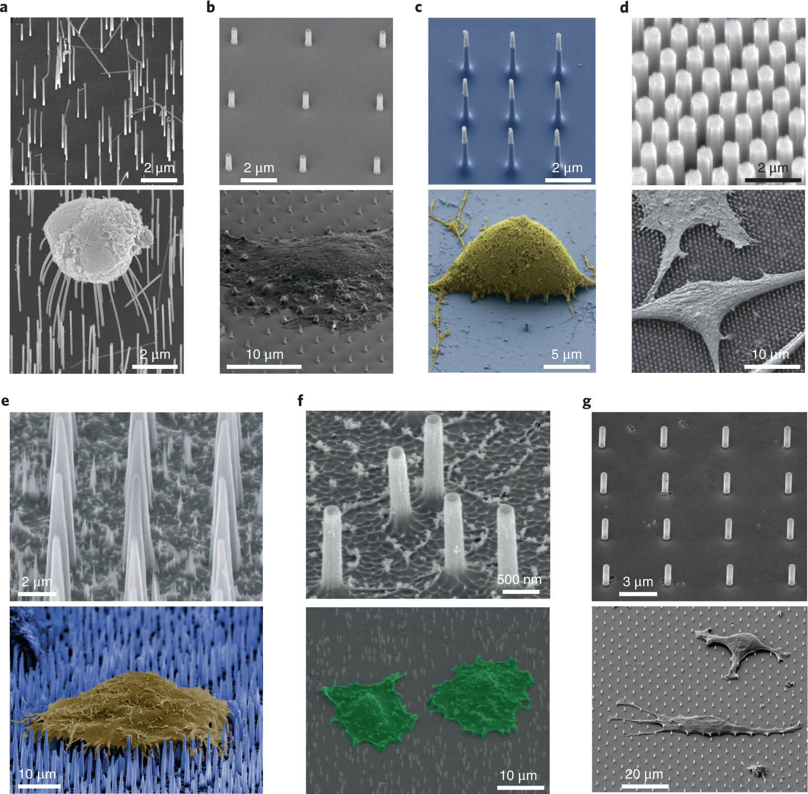 Fig. 2: Scanning electron microscopy images of nanoneedle devices and their interfacial interactions with adherent cells.