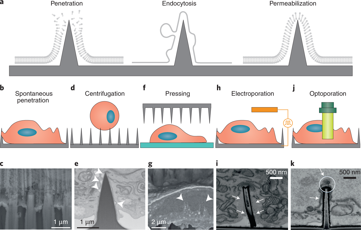 Fig. 4: Modalities of nanoneedle interfacing.