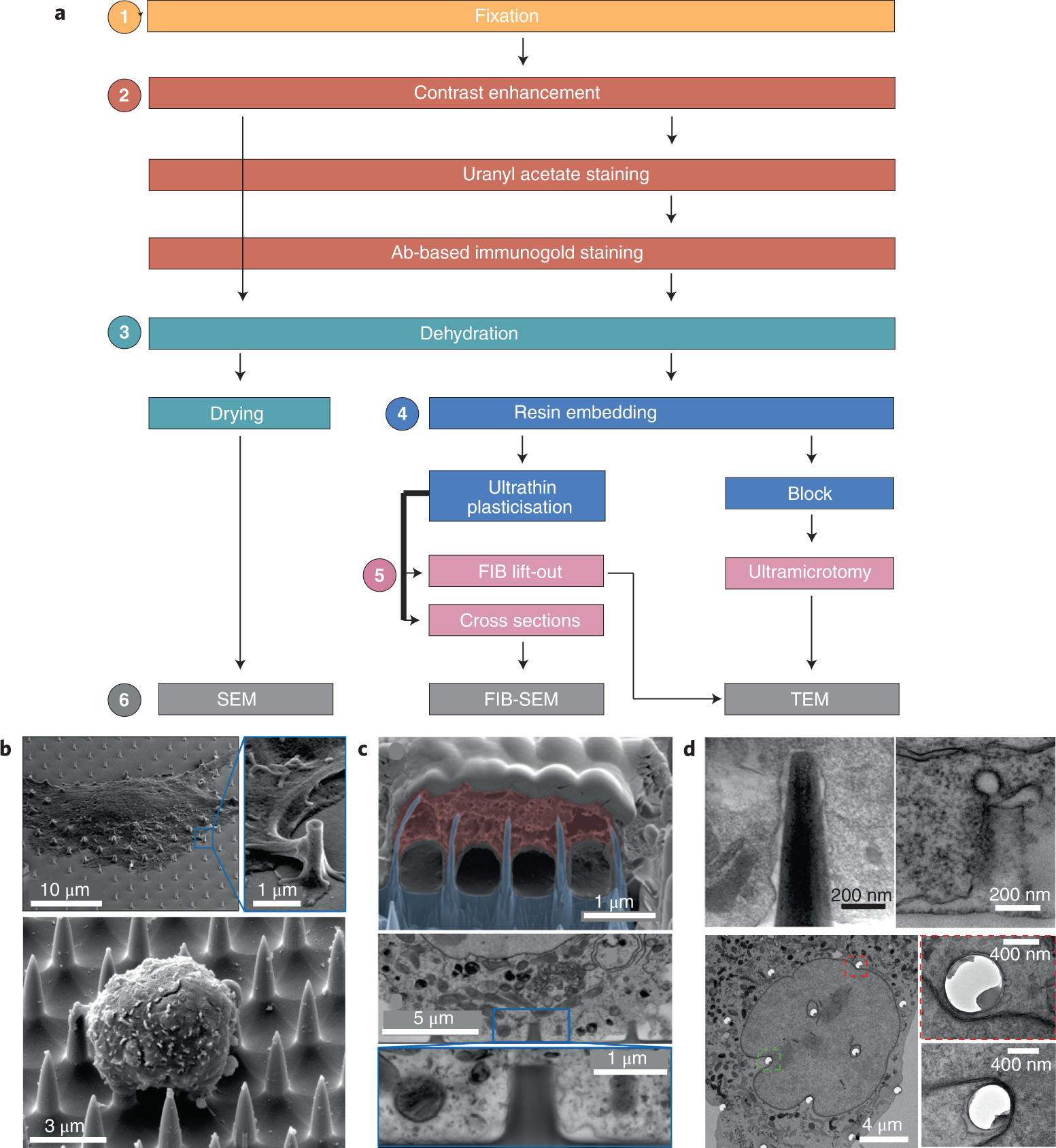 Fig. 6: Characterization of nanoinjection by electron microscopy.