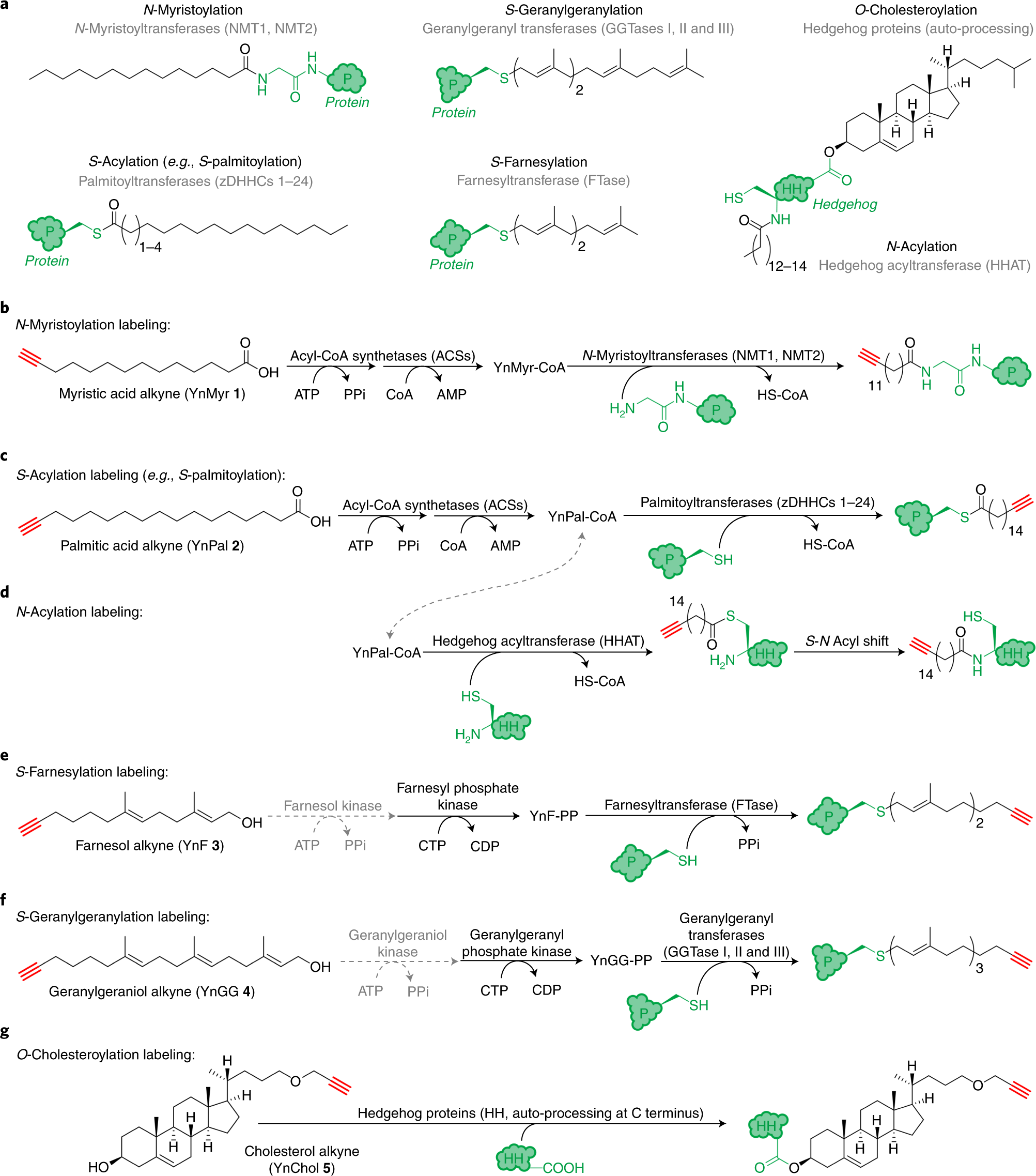 Fig. 1: Background: types of lipid PTMs covered and the corresponding lipid probes.