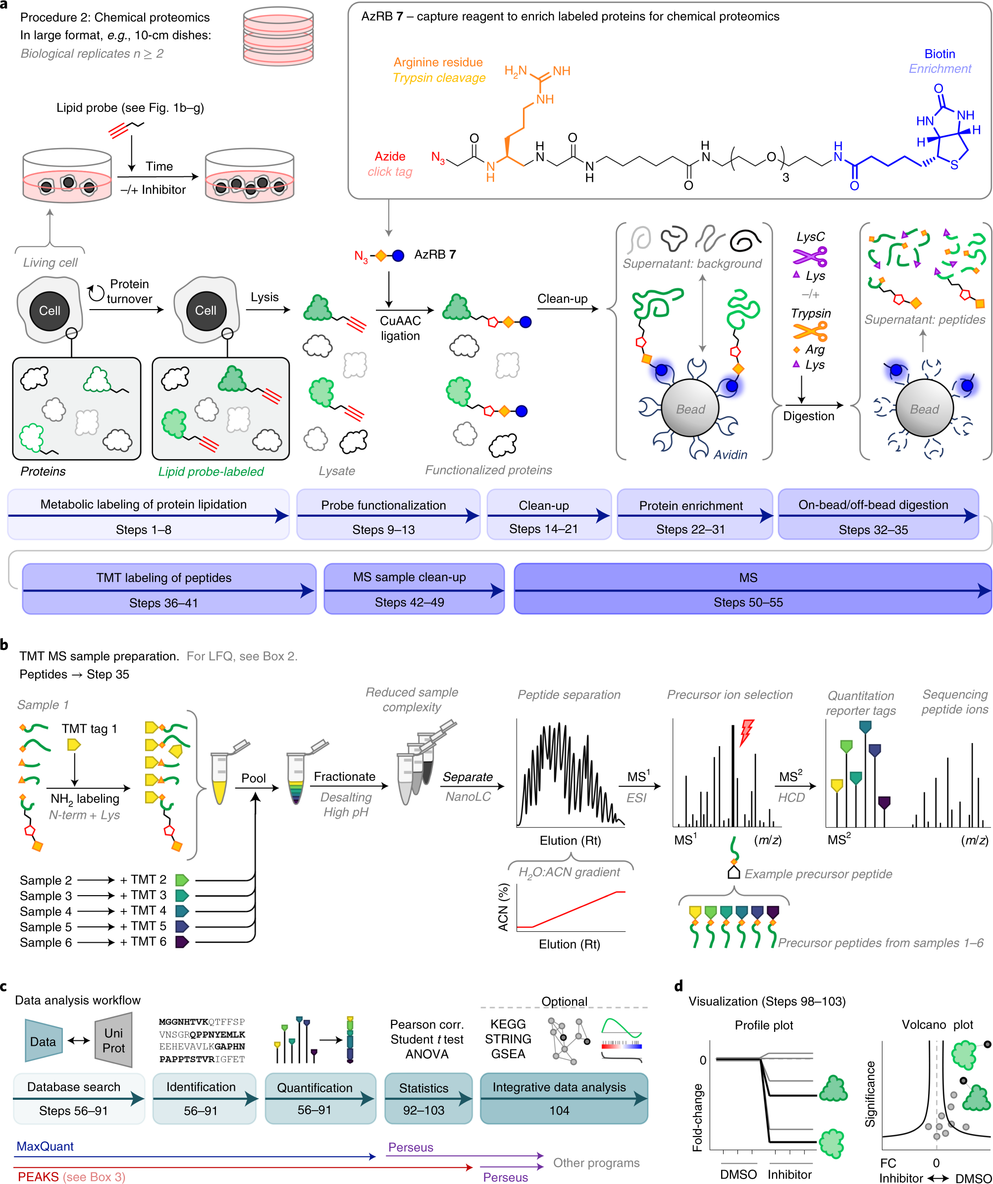 Fig. 4: Procedure 2: identification and quantification of lipid PTMs by chemical proteomics.