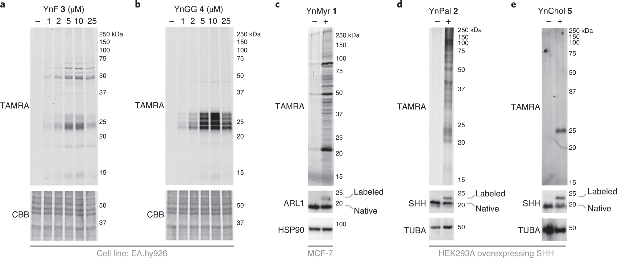 Fig. 5: Anticipated results: visualization of protein lipidation by using the presented lipid probes.