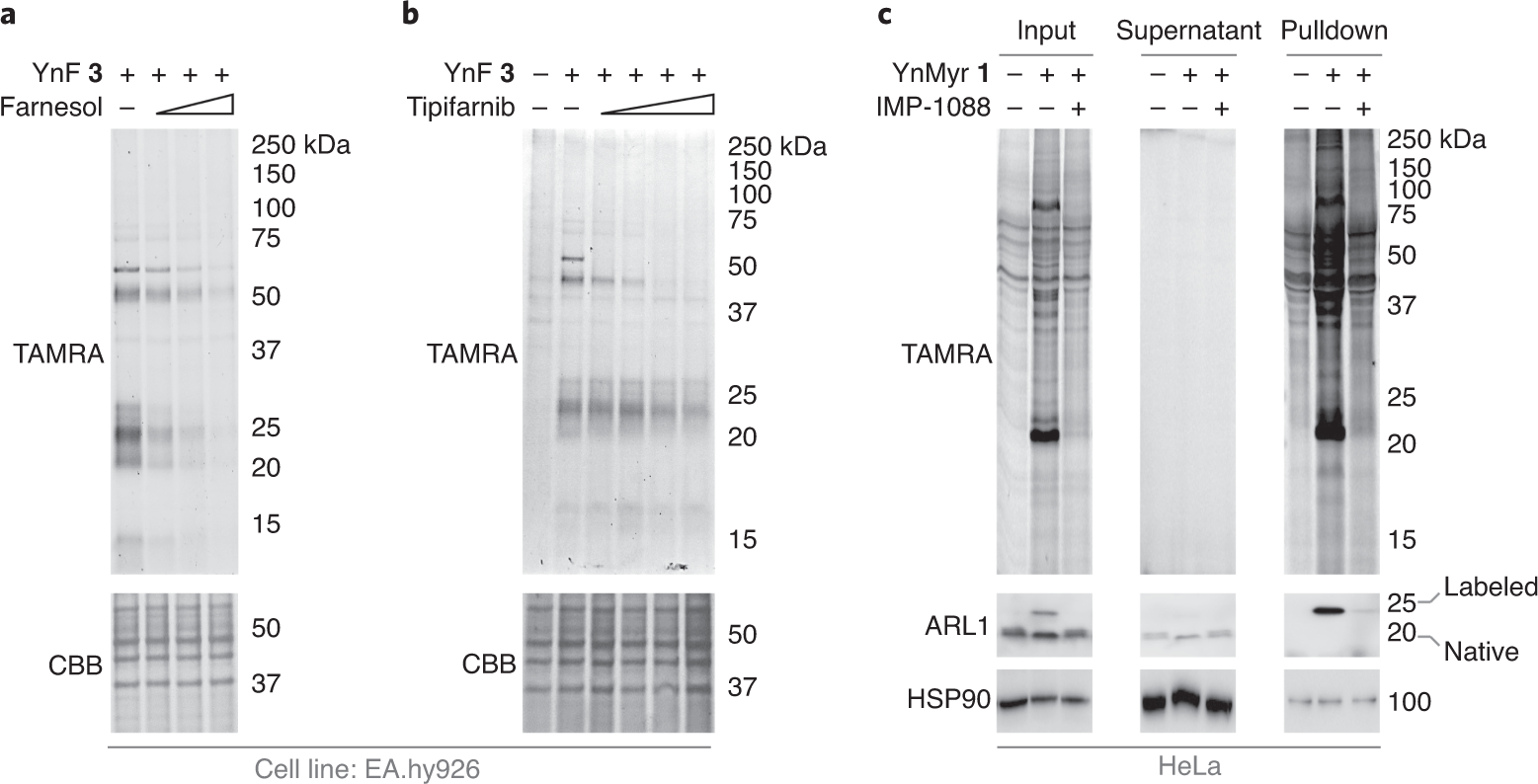 Fig. 6: Anticipated results: visualizing target engagement of lipid transferases via metabolic labeling with lipid probes.