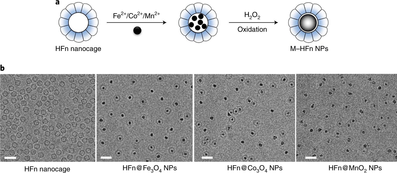 Fig. 1: Characterization of HFn encapsulation of metal oxide NPs.