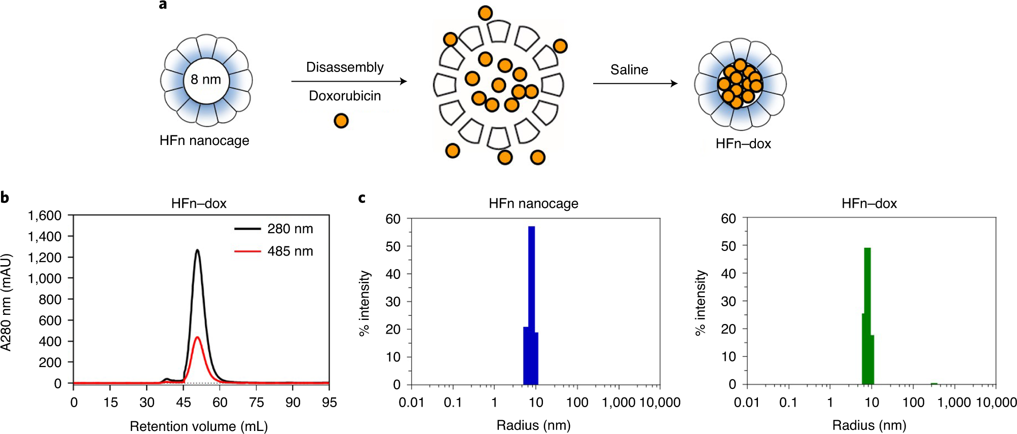 Fig. 2: Characterization of HFn nanocage encapsulation of doxorubicin (Dox).
