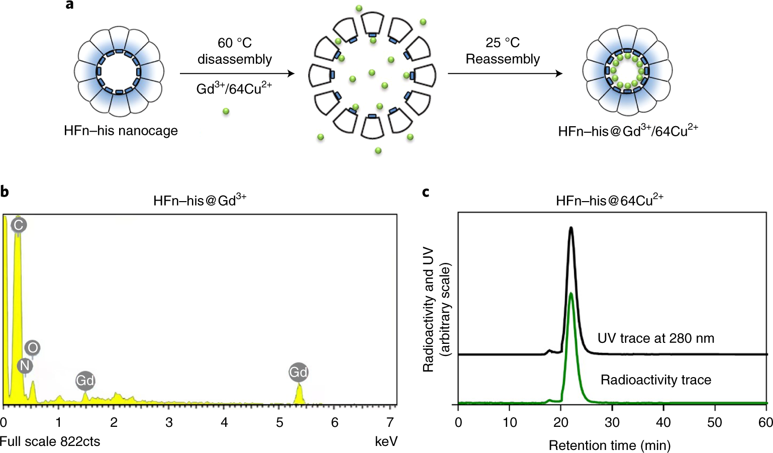 Fig. 3: Characterization of HFn–His nanocage encapsulation of Gd3+ or 64Cu2+.