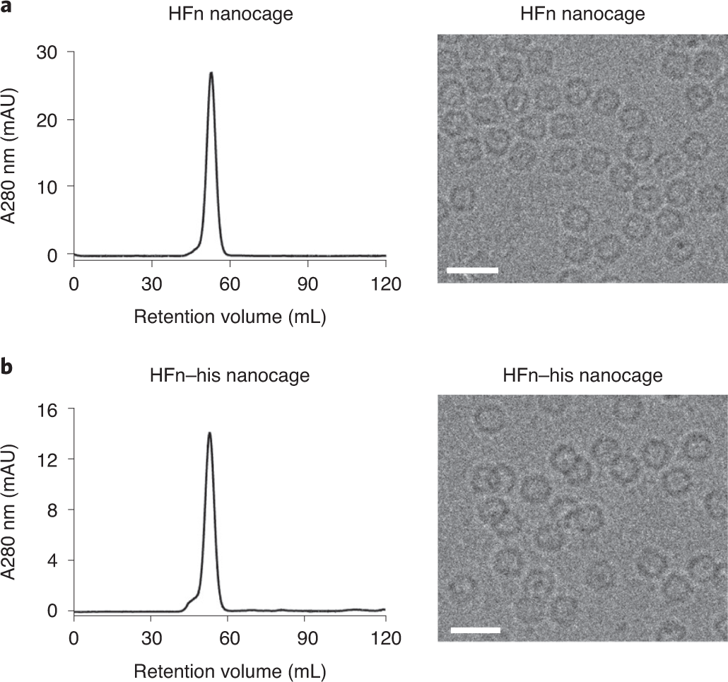 Fig. 4: Characterization of HFn and HFn–His nanocages.