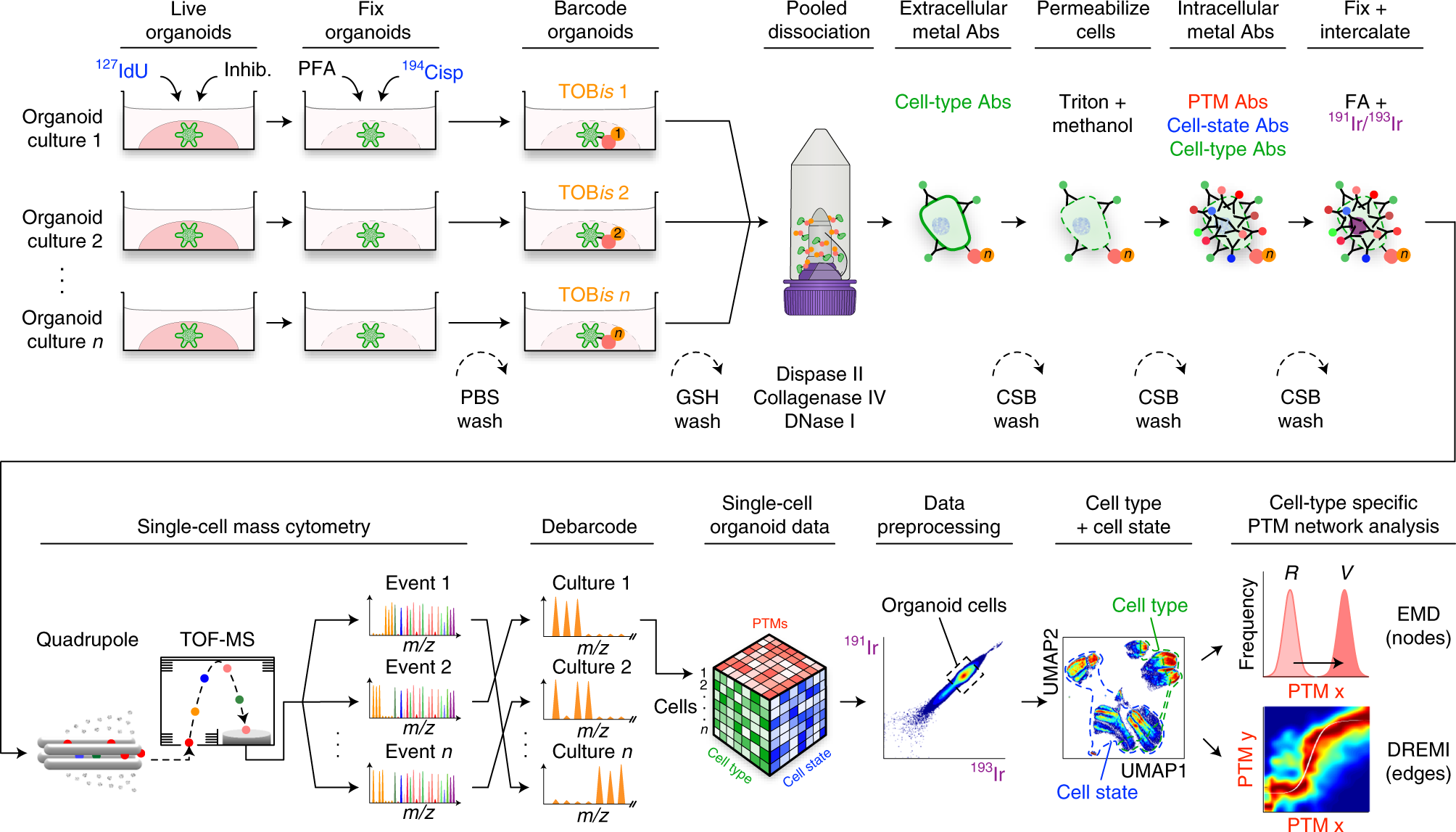 Fig. 2: TOBis MC protocol overview.