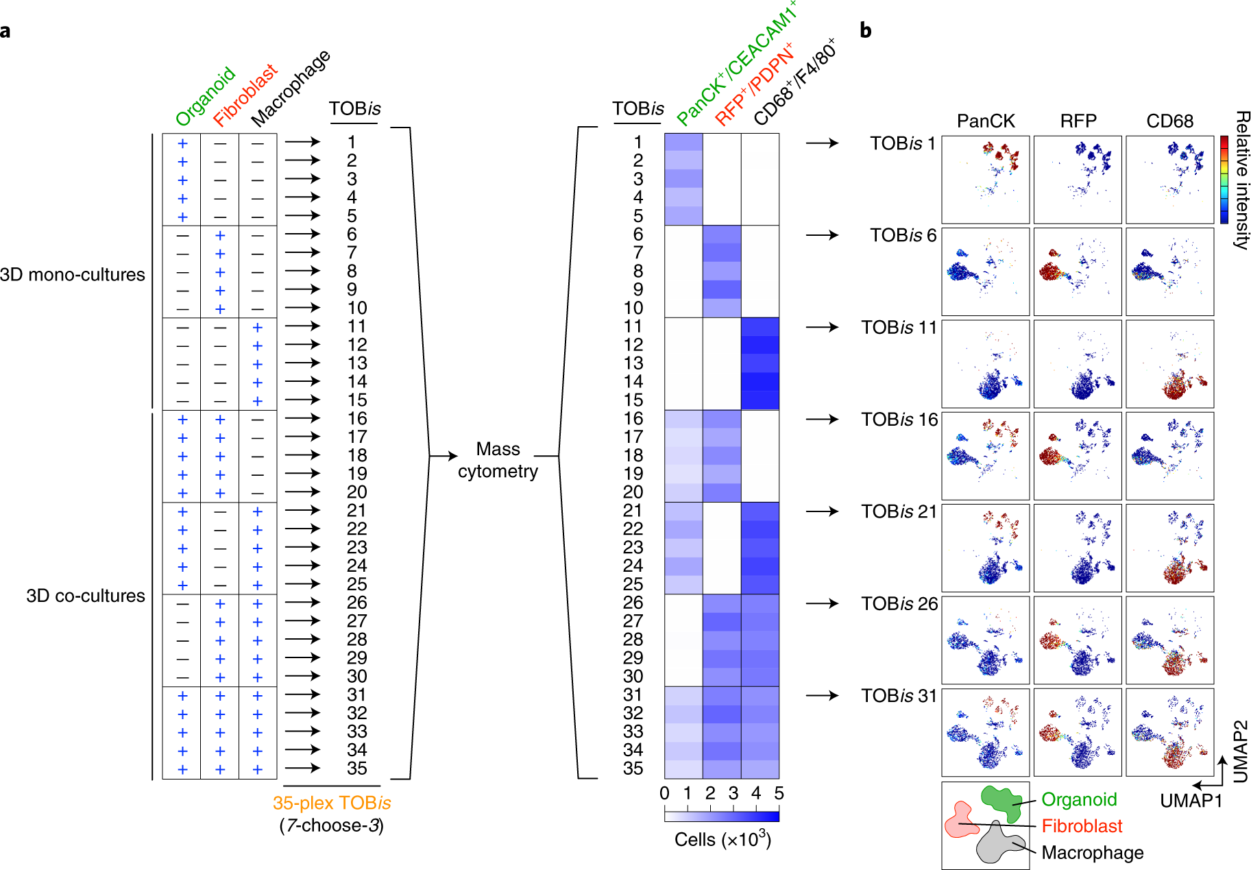 Fig. 5: TOBis MC for organoid co-cultures.
