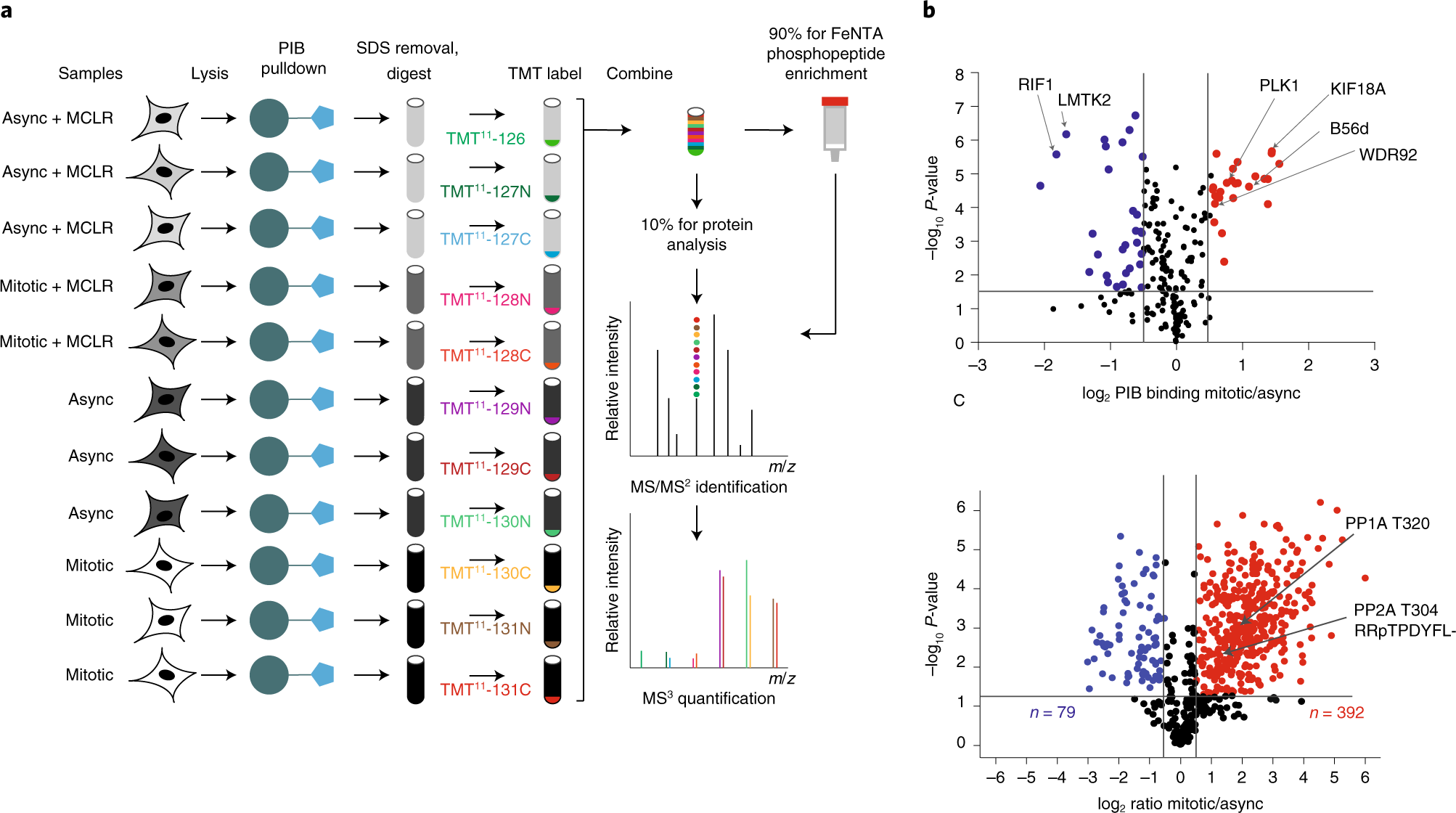 Fig. 3: Comparison of mitotic and asynchronous PPPome and phospho-PPPome by TMT.