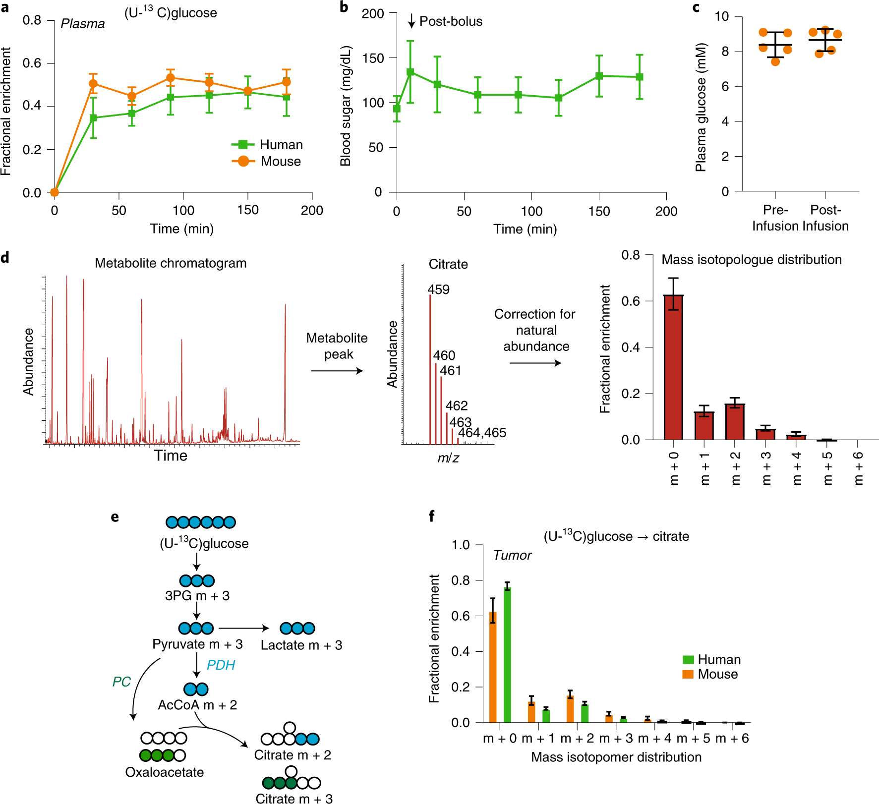 Fig. 5: Data from [U-13C]glucose infusions in patients and mice.