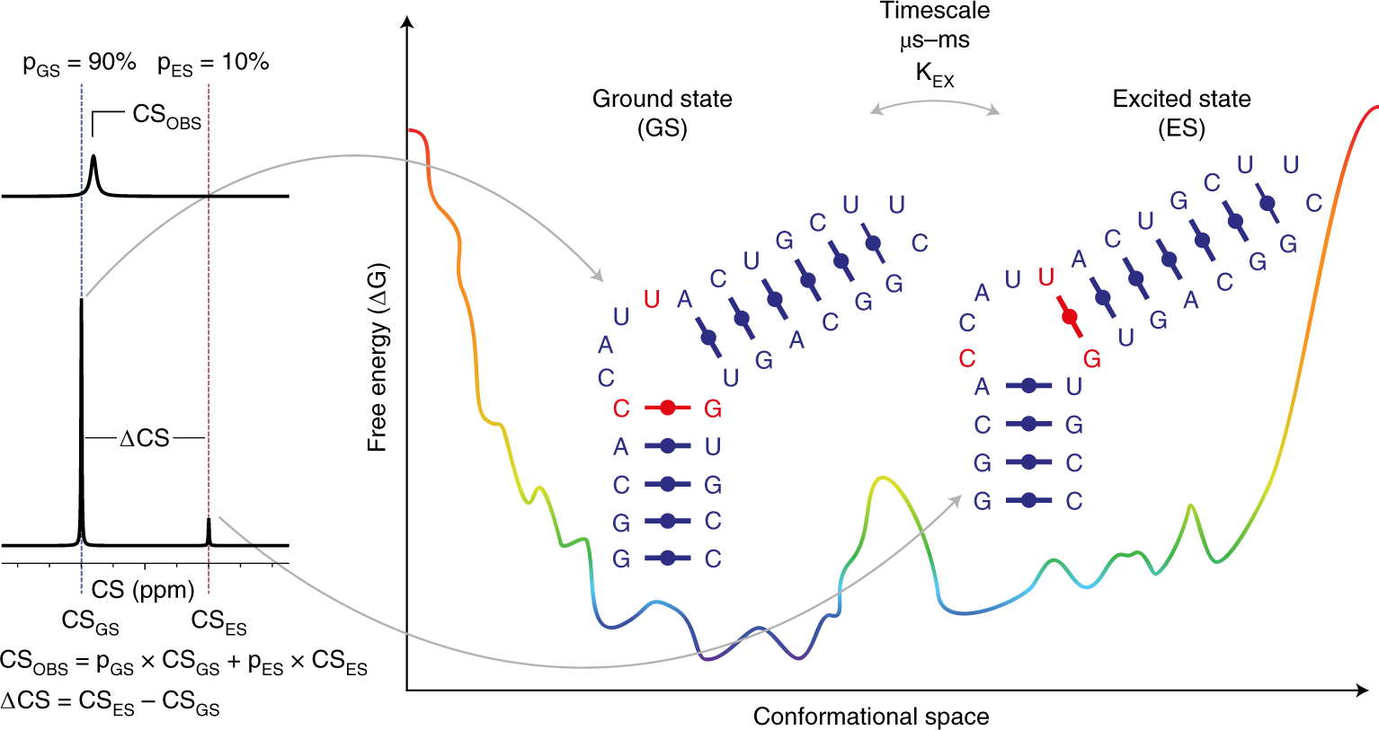 Fig. 1: RNA conformational rearrangements occur on different timescales.