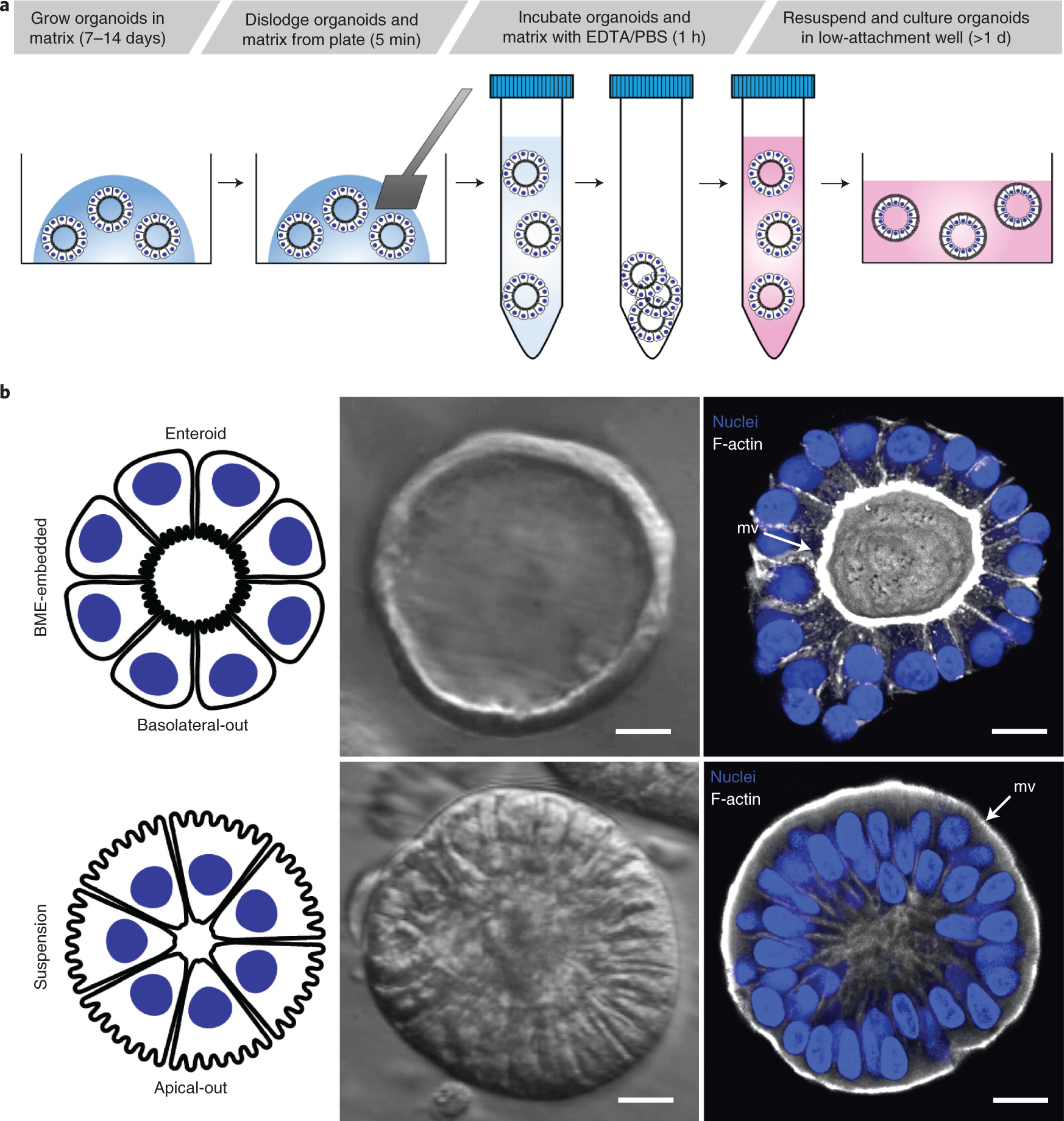 Fig. 1: Overview of protocol to generate GI apical-out human organoids.
