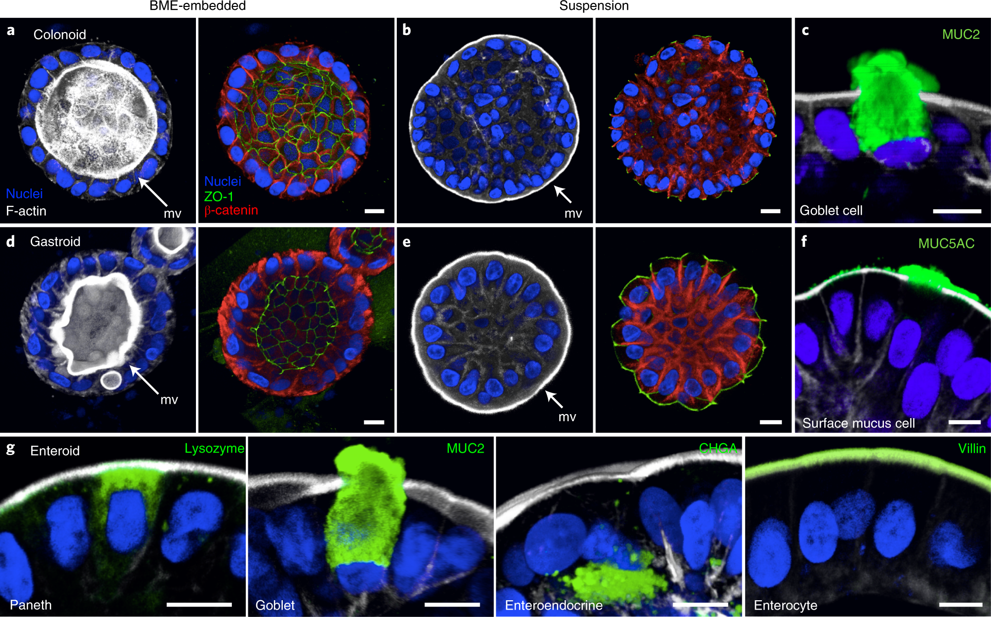 Fig. 2: Apical-out human GI organoids preserve tight junctions, multi-lineage differentiation and polarized secretion.
