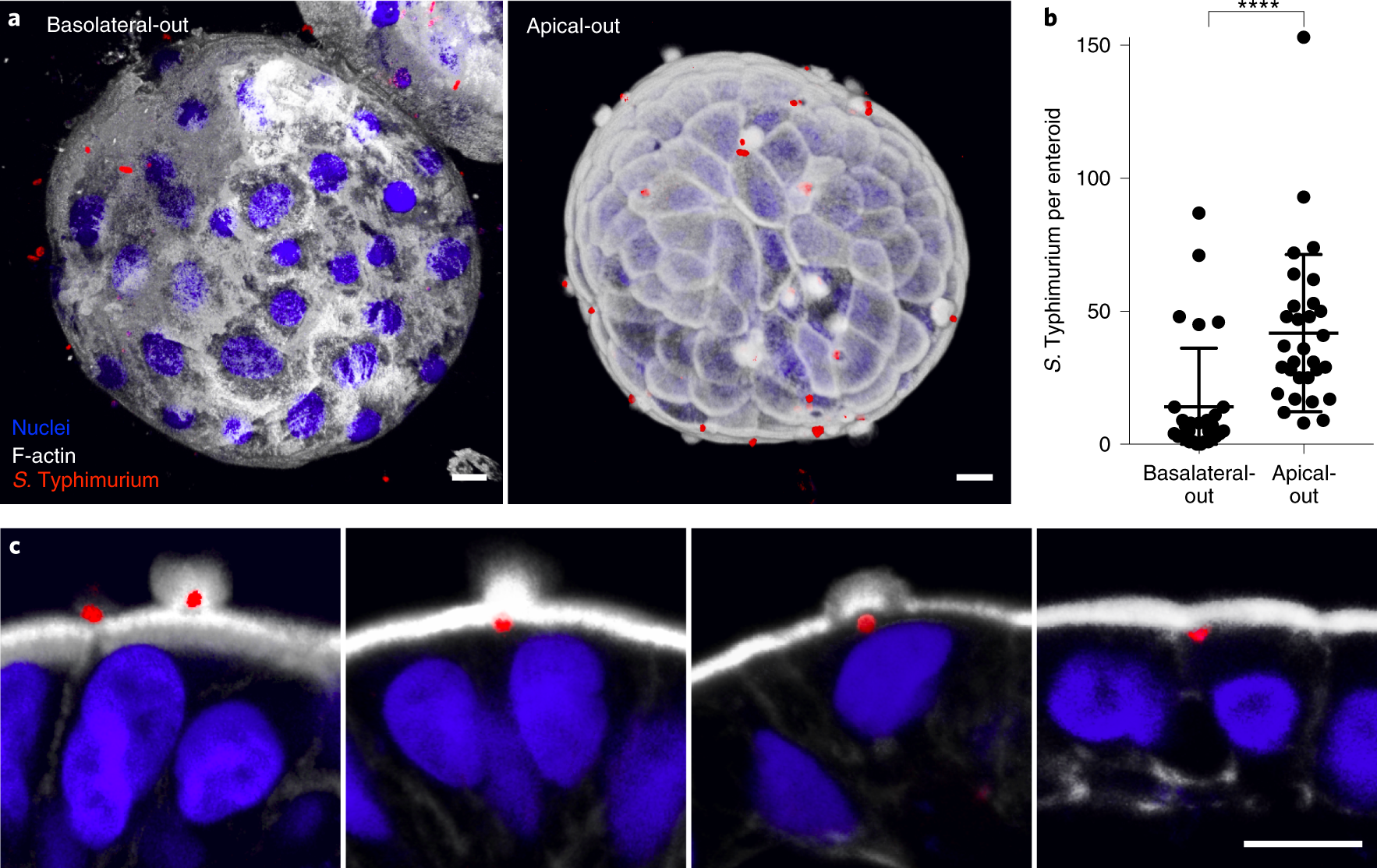 Fig. 4: S. Typhimurium infection of human ileal enteroids.