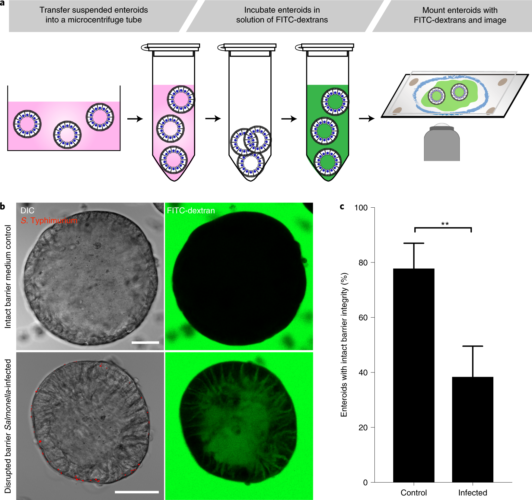 Fig. 5: Dextran diffusion barrier integrity assay.