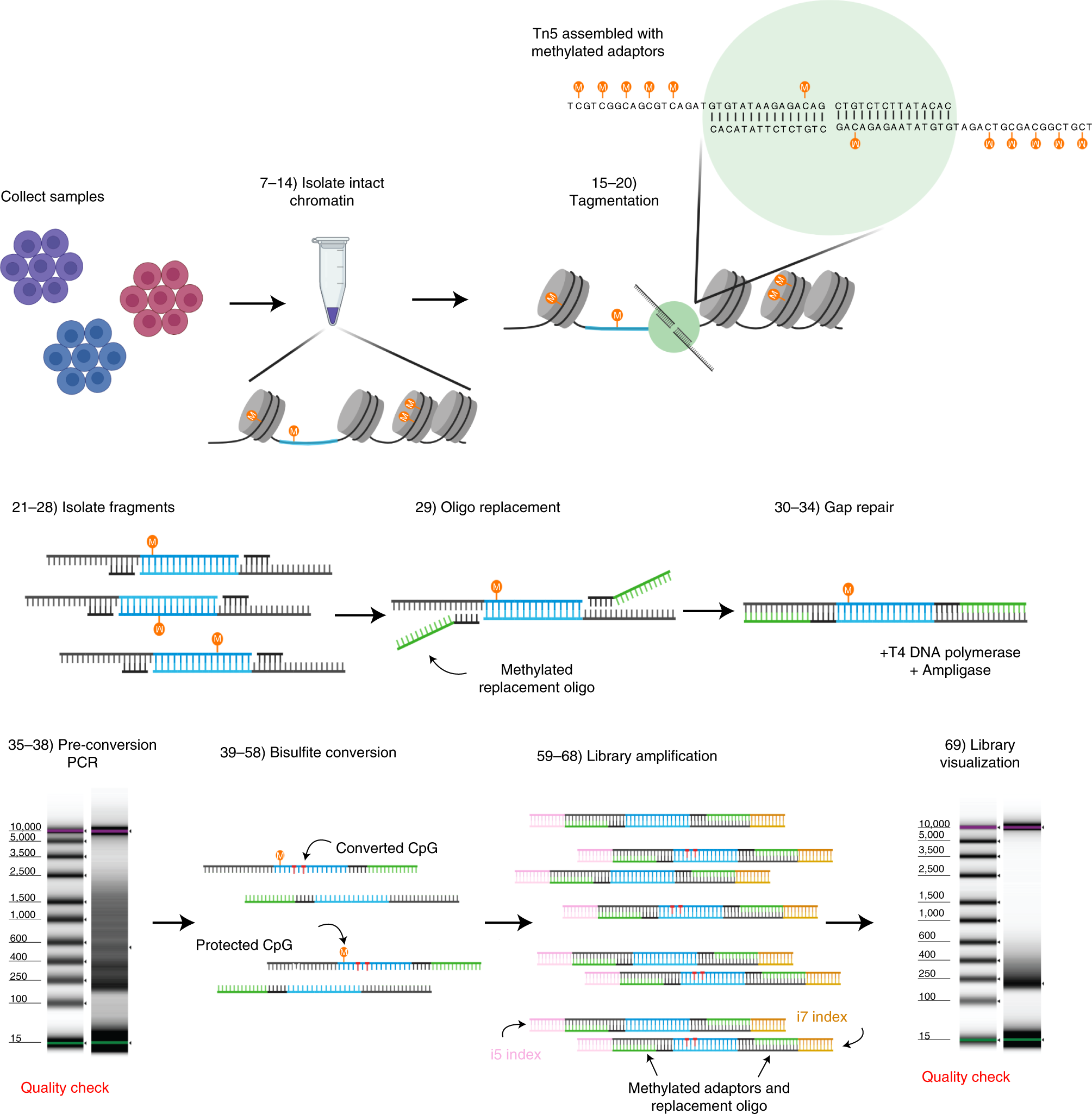 Fig. 1: General workflow for the ATAC-Me protocol.