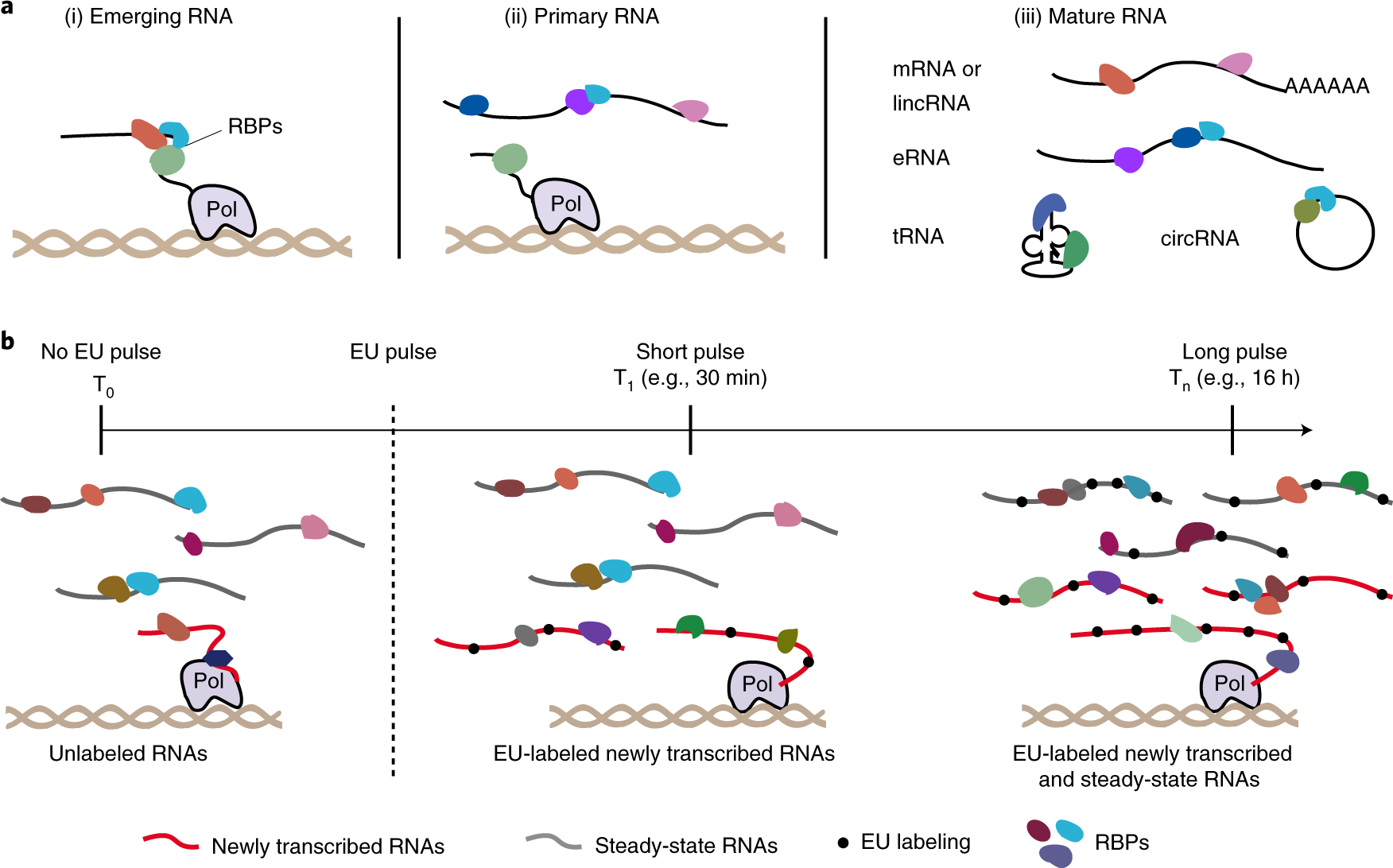 Fig. 1: RNAs and their associated RBPs captured by RICK.