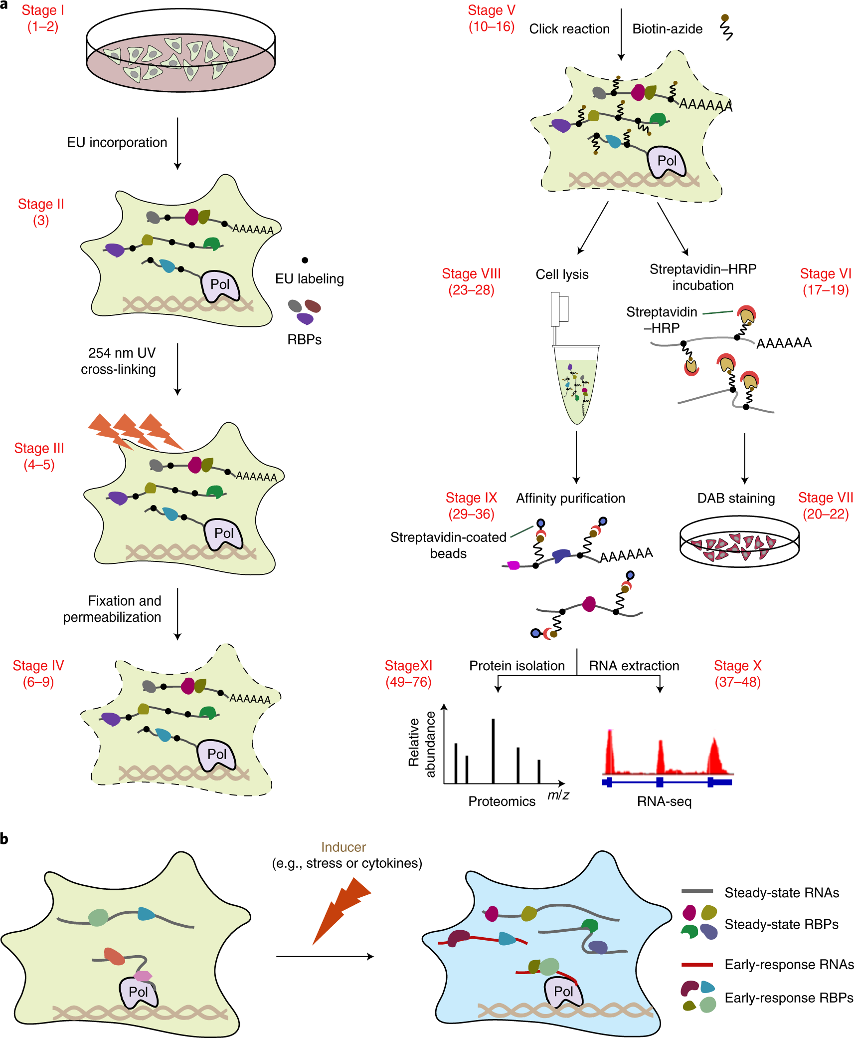 Fig. 2: Schematic overview of the RICK workflow and the dynamics of RNA–protein interactions under stimuli.