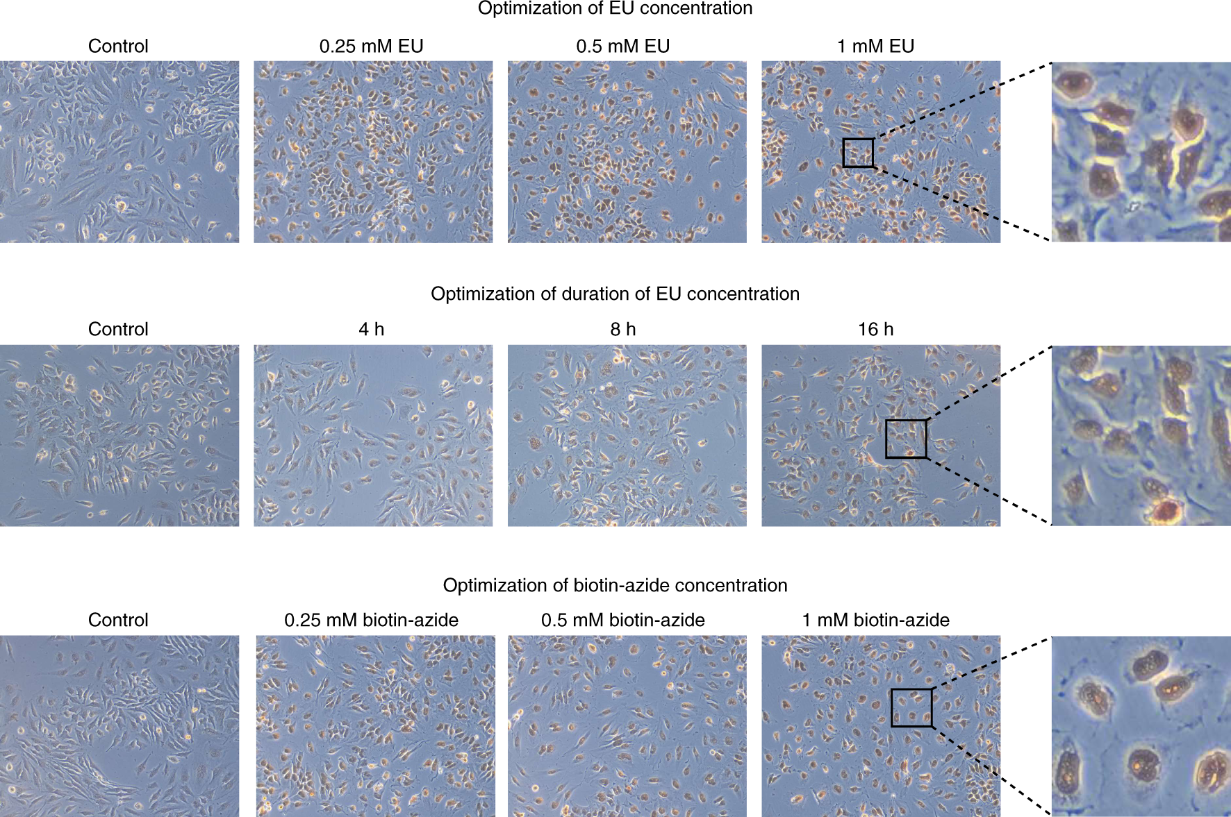 Fig. 3: Visualization of EU labeling by DAB staining in HeLa cells.