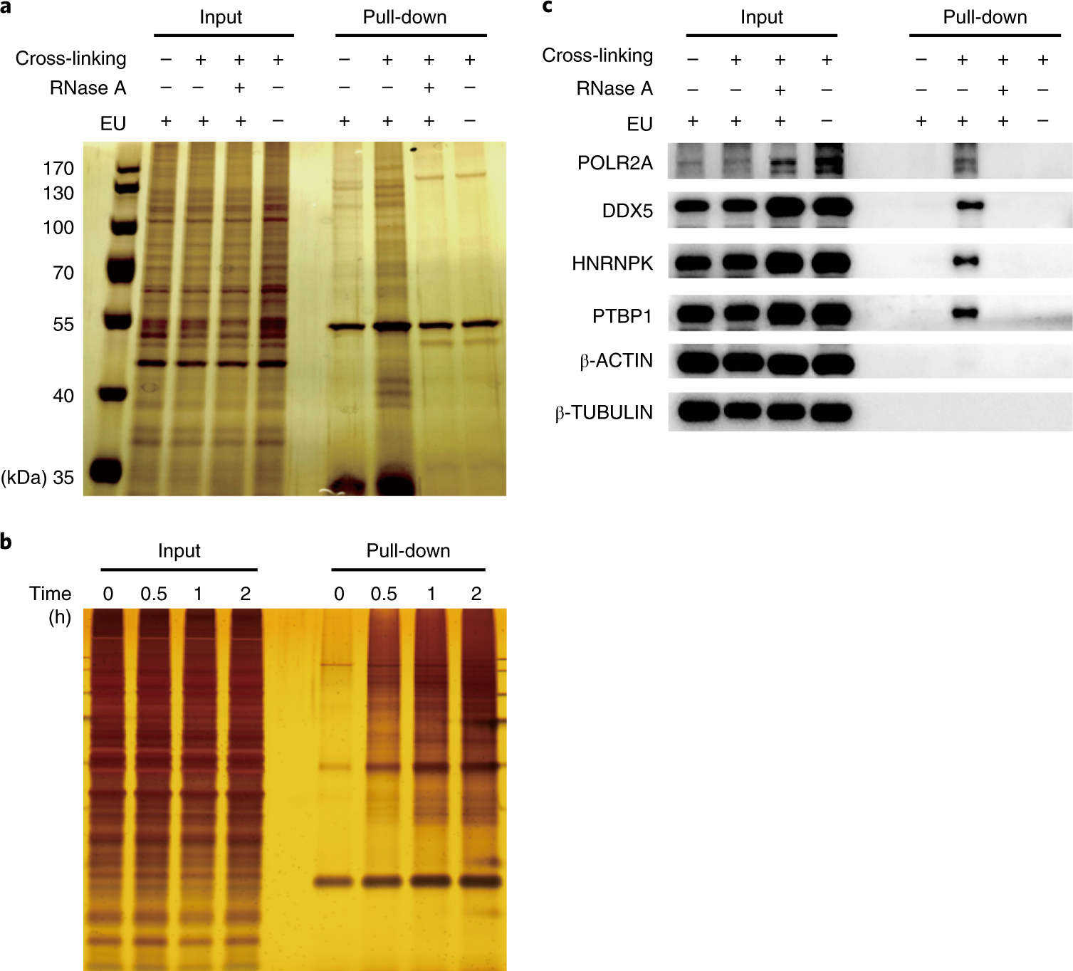 Fig. 4: Gel electrophoresis of eluted proteins from a representative RICK experiment showing the results of experimental and control groups.