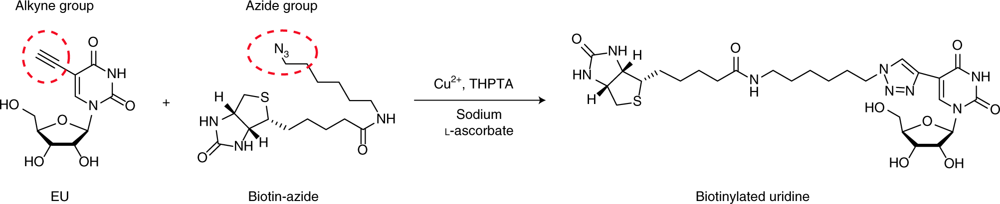 Fig. 5: Click chemistry in RICK.
