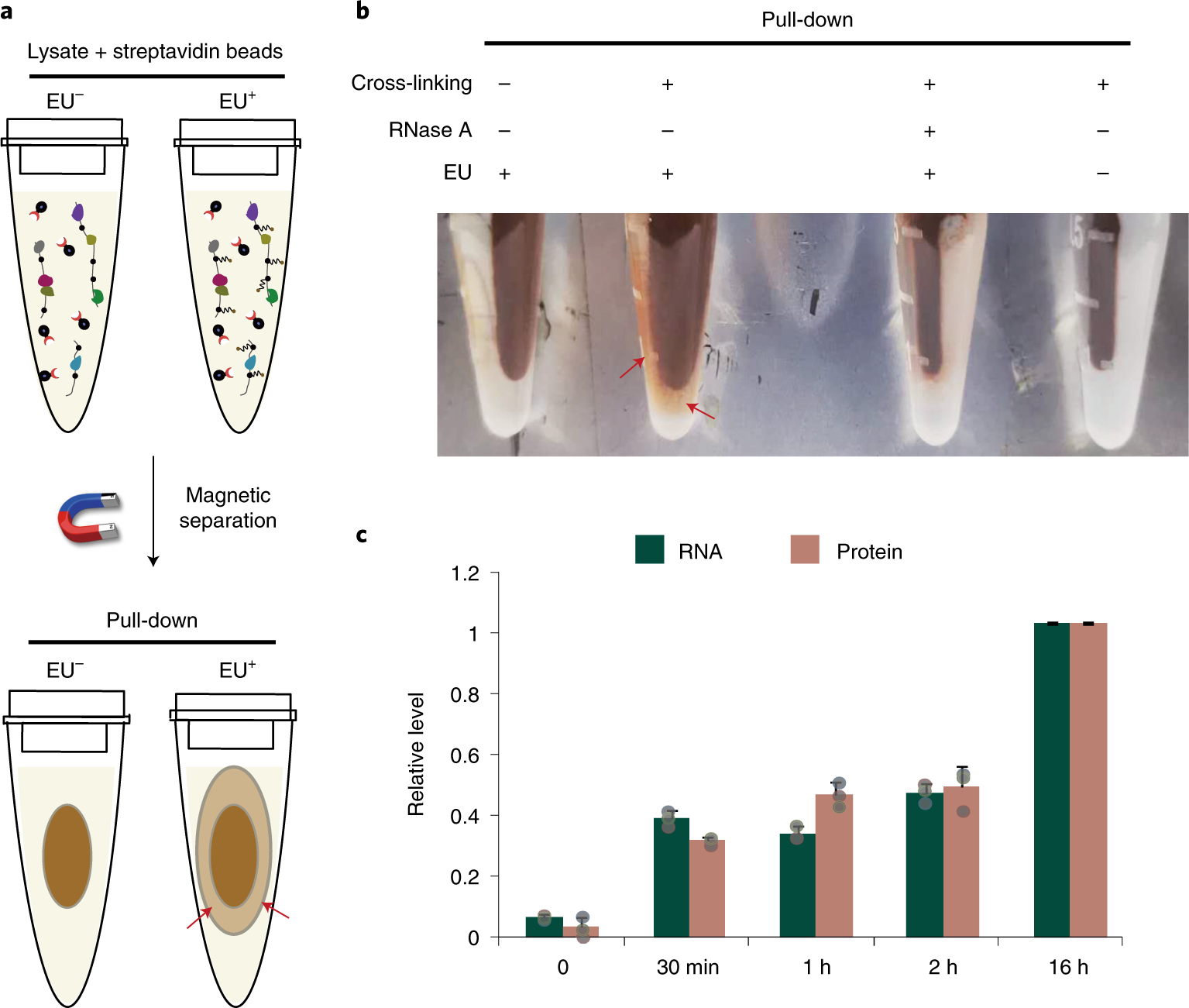 Fig. 8: Macroscopic appearance and quantification of RNA–protein complexes captured by RICK.