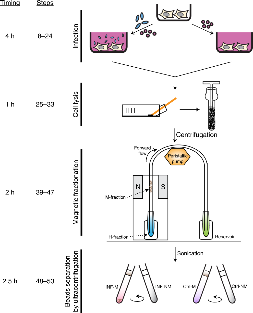 Fig. 1: Illustrative overview of the protocol for the magnetic purification of macropinosomes.