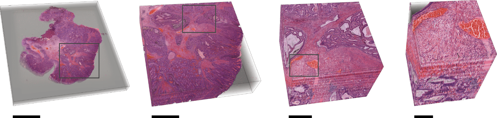 Fig. 2: Three-dimensional histology.