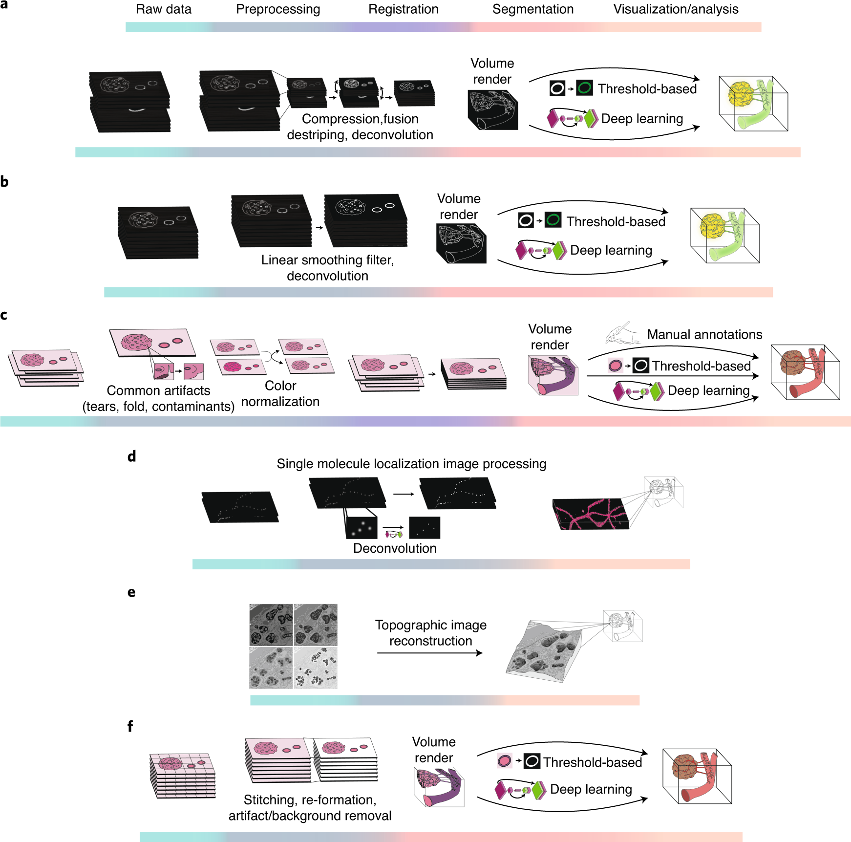 Fig. 6: Generalized analysis pipelines for 3D visualization techniques of archival tissue.