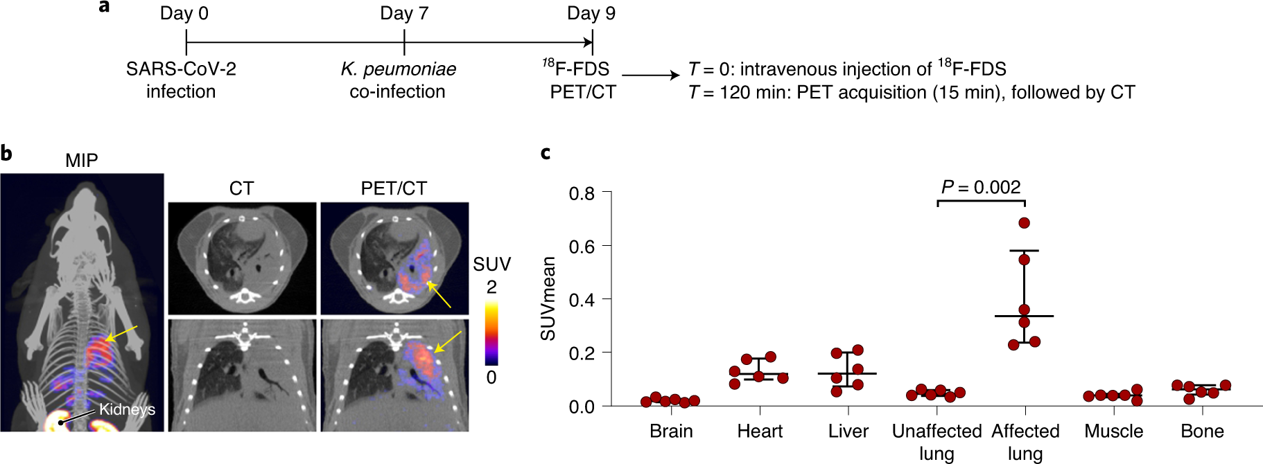 Fig. 4: Representative PET images obtained with 18F-FDS in a hamster models of SARS-CoV-2 and K. pneumoniae co-infection.