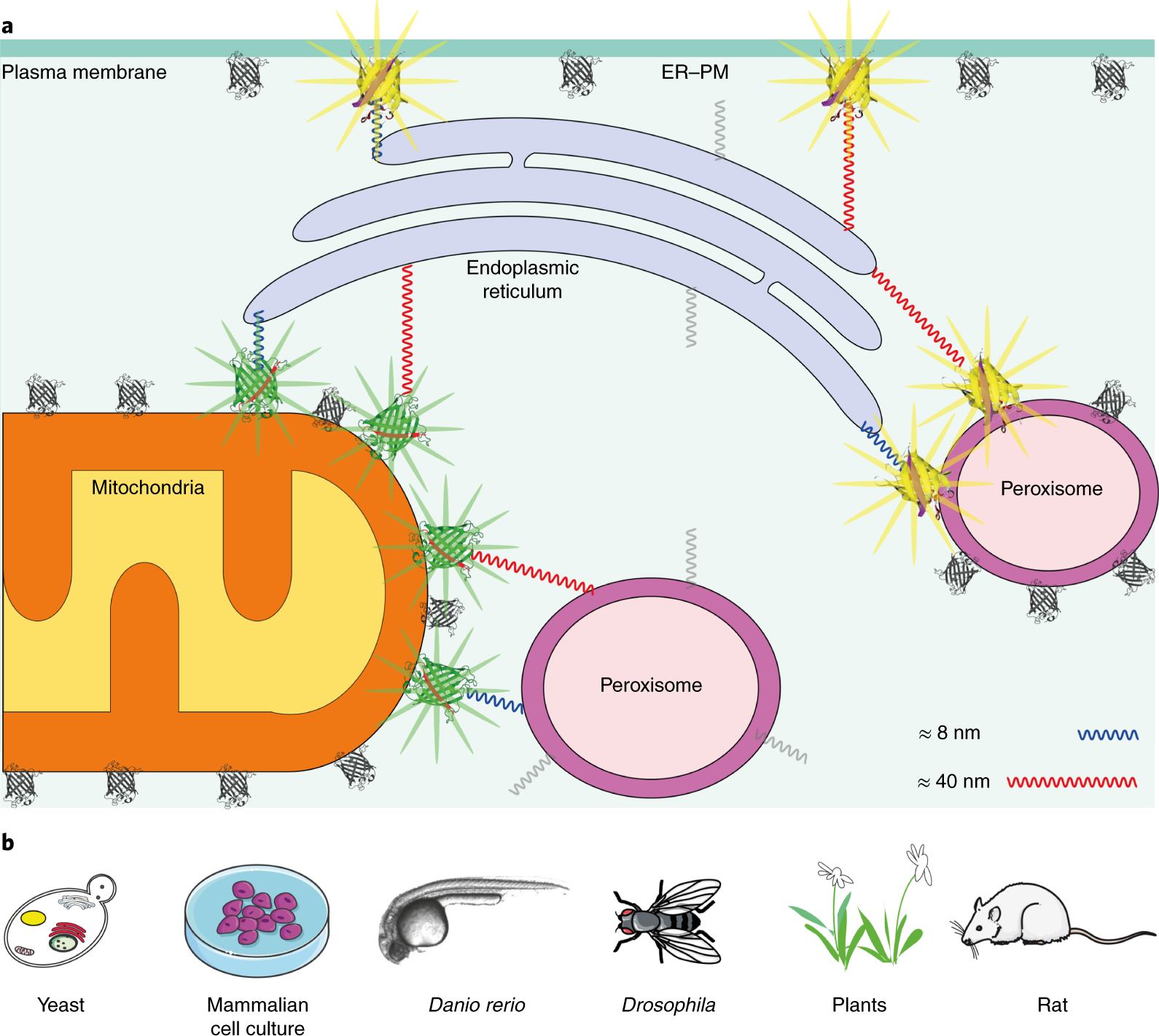 Fig. 2: Organelle contact sites monitoring through SPLICS reporters.