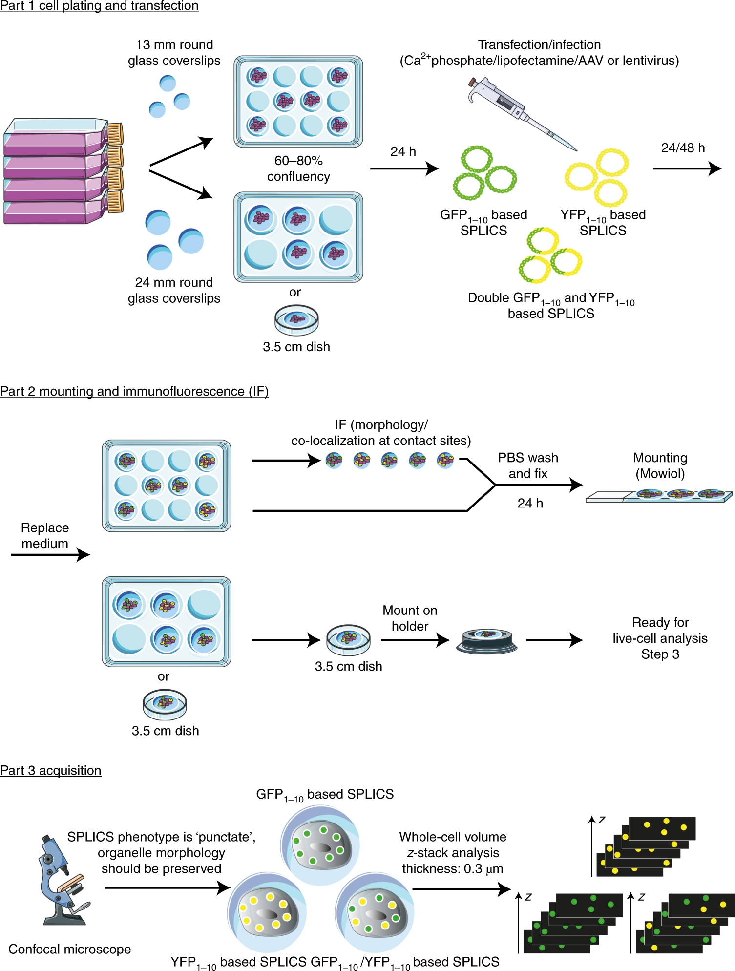 Fig. 3: Example experimental design using SPLICS for mapping organelle contact sites.