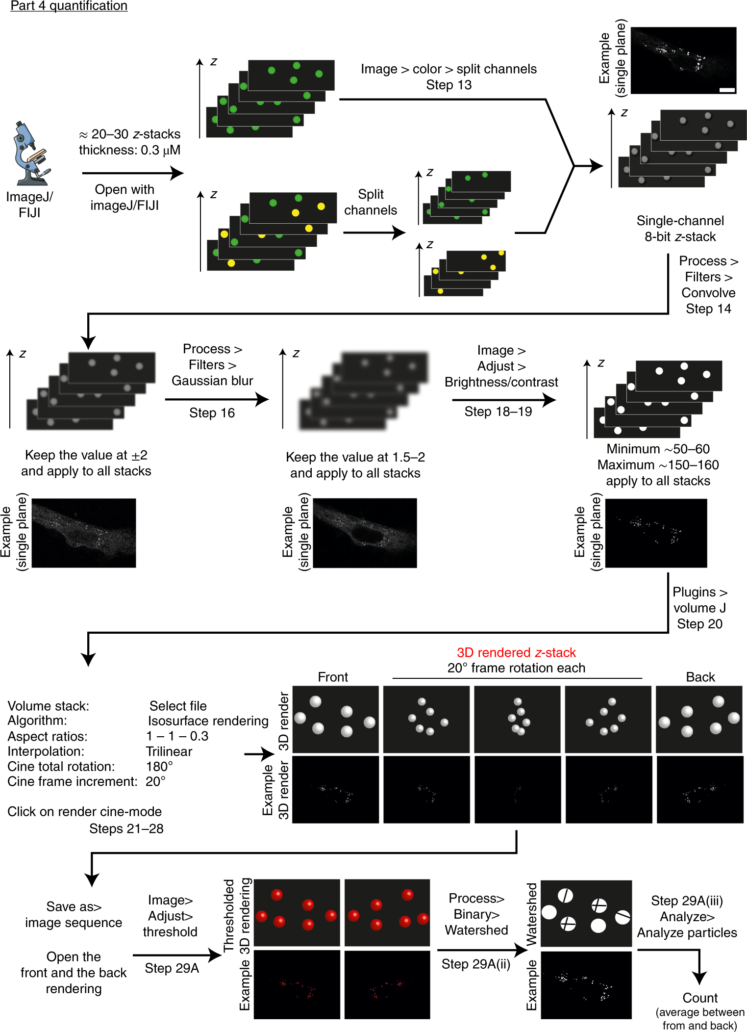 Fig. 4: Example experimental data analysis and quantification using SPLICS for mapping organelle contact sites.