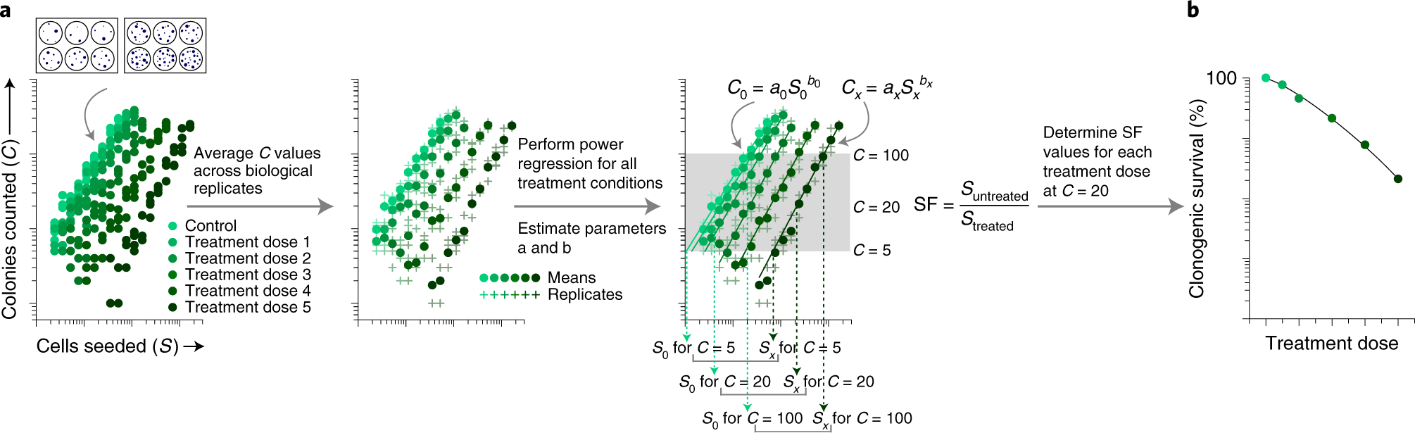 Fig. 4: Scheme depicting the principle of power regression–based clonogenic survival data analysis.