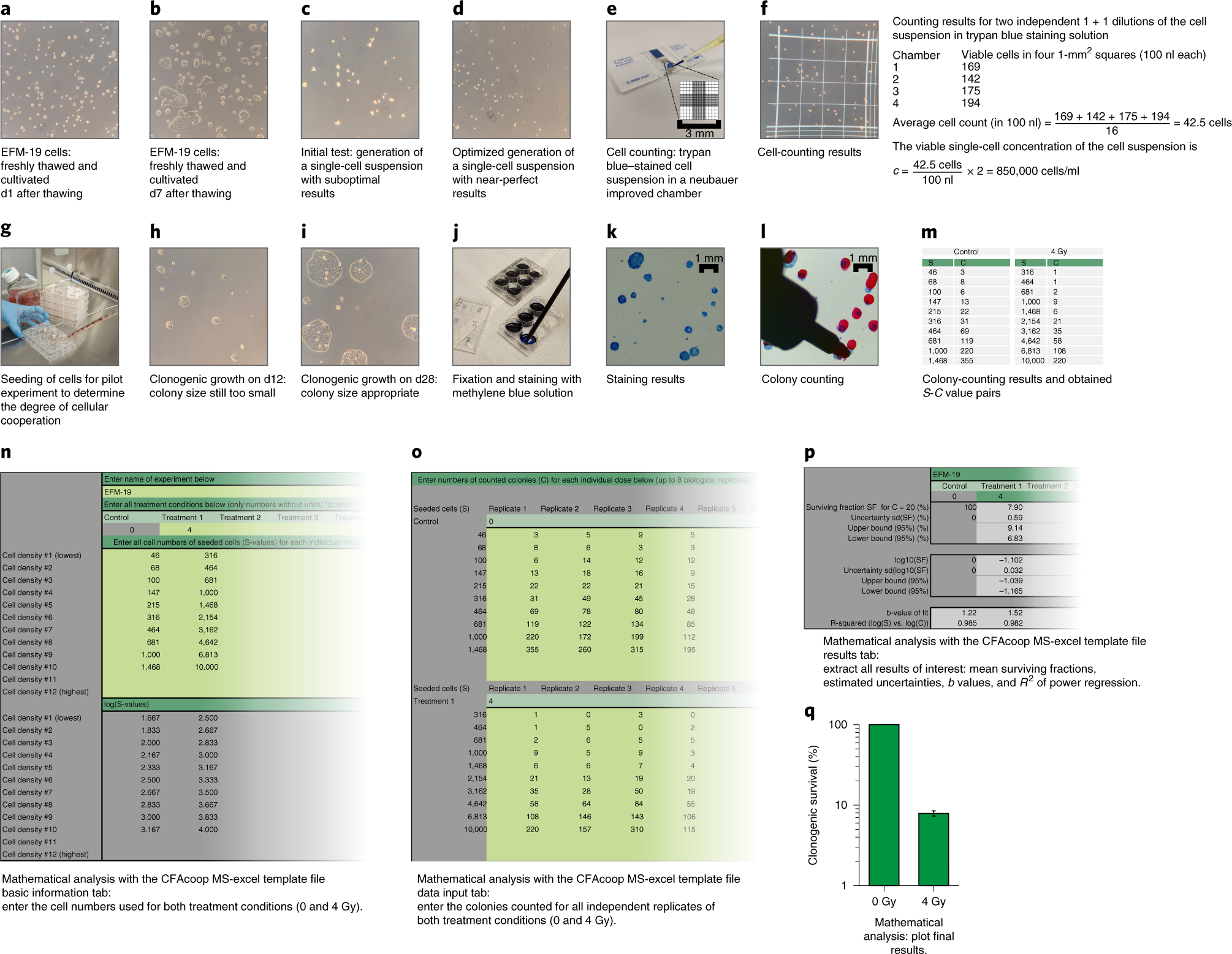 Fig. 5: An example of the assay optimization procedure for a breast cancer cell line grown in adherent 2D growth.