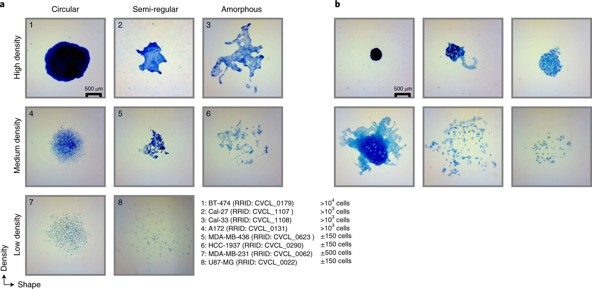 Fig. 6: Colony morphology displays substantial inter- and intra-cell line heterogeneity.