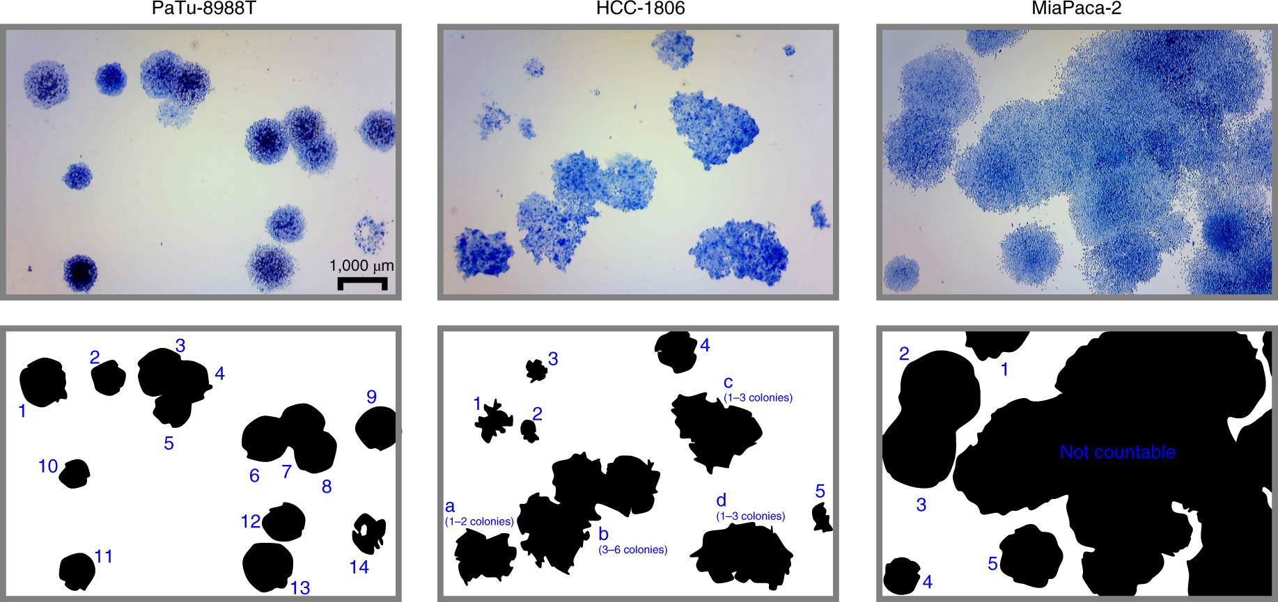 Fig. 7: High colony density limits the reliability of the colony-counting procedure.