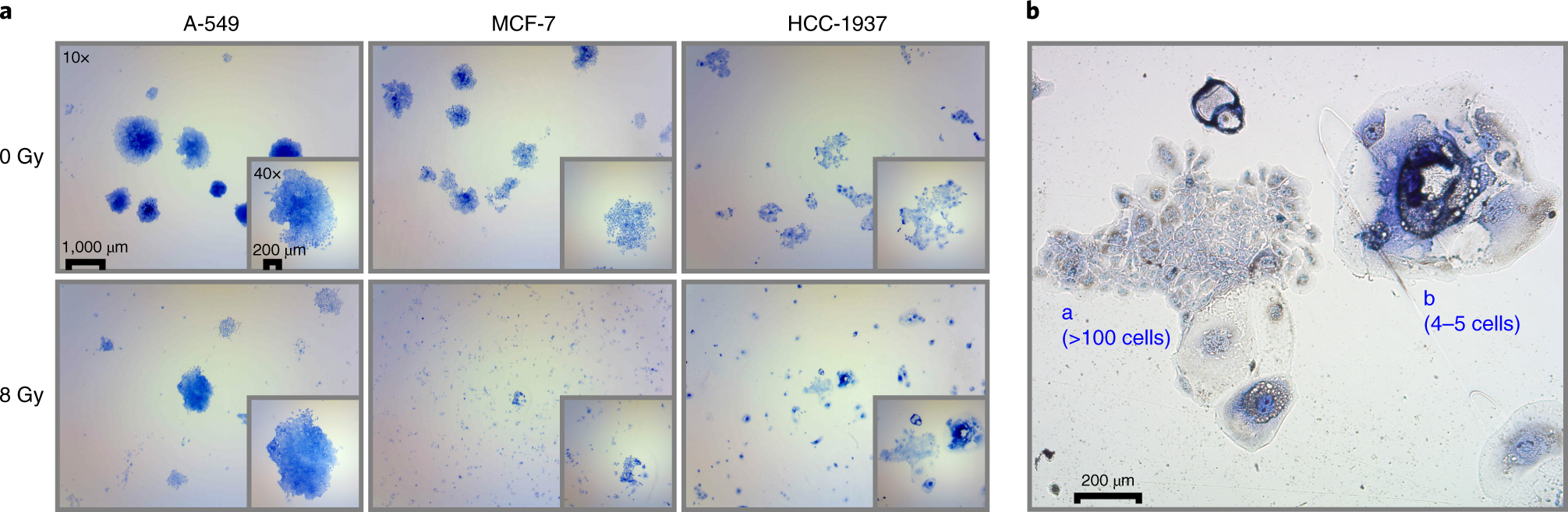 Fig. 8: Intra-assay heterogeneity adds complexity to accurate colony counting.