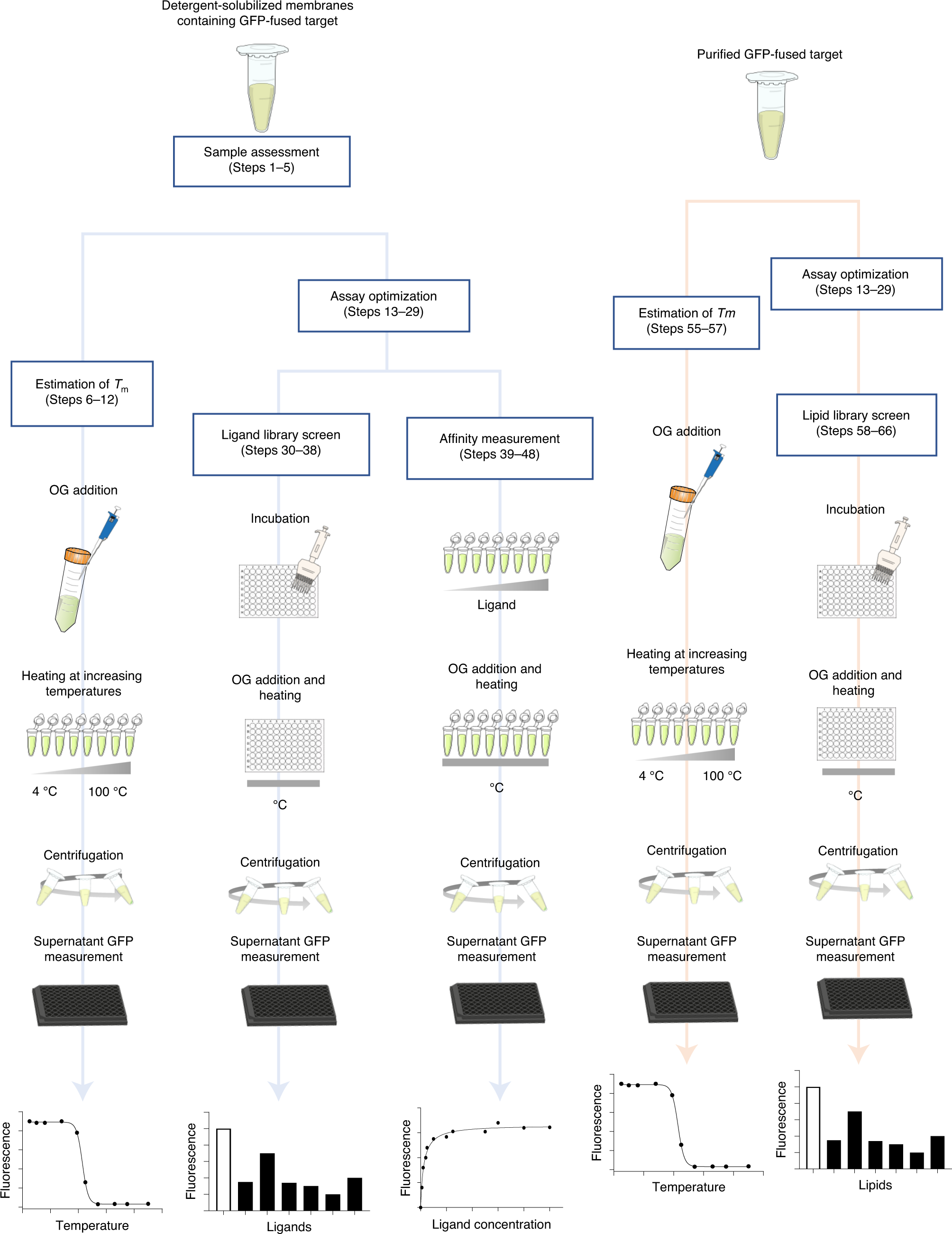 Fig. 1: Flowchart of the GFP-TS assay.