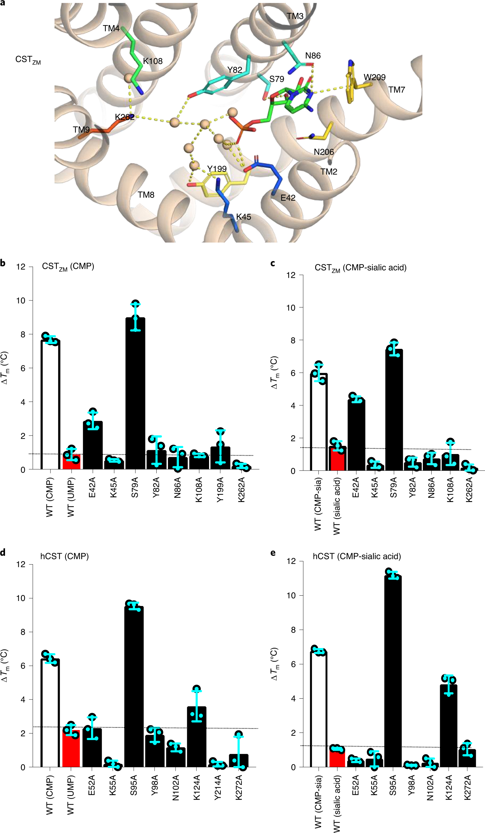 Fig. 5: GFP-TS assay for ligand interaction studies to human SLC35A1 and a plant homolog.