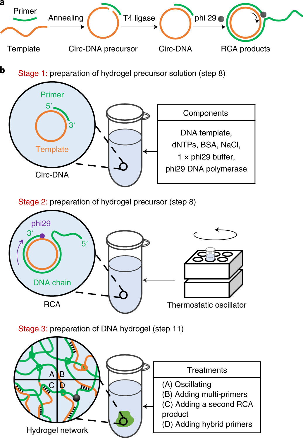 Fig. 1: Overview of the protocol for the preparation of RCA-based DNA hydrogels.