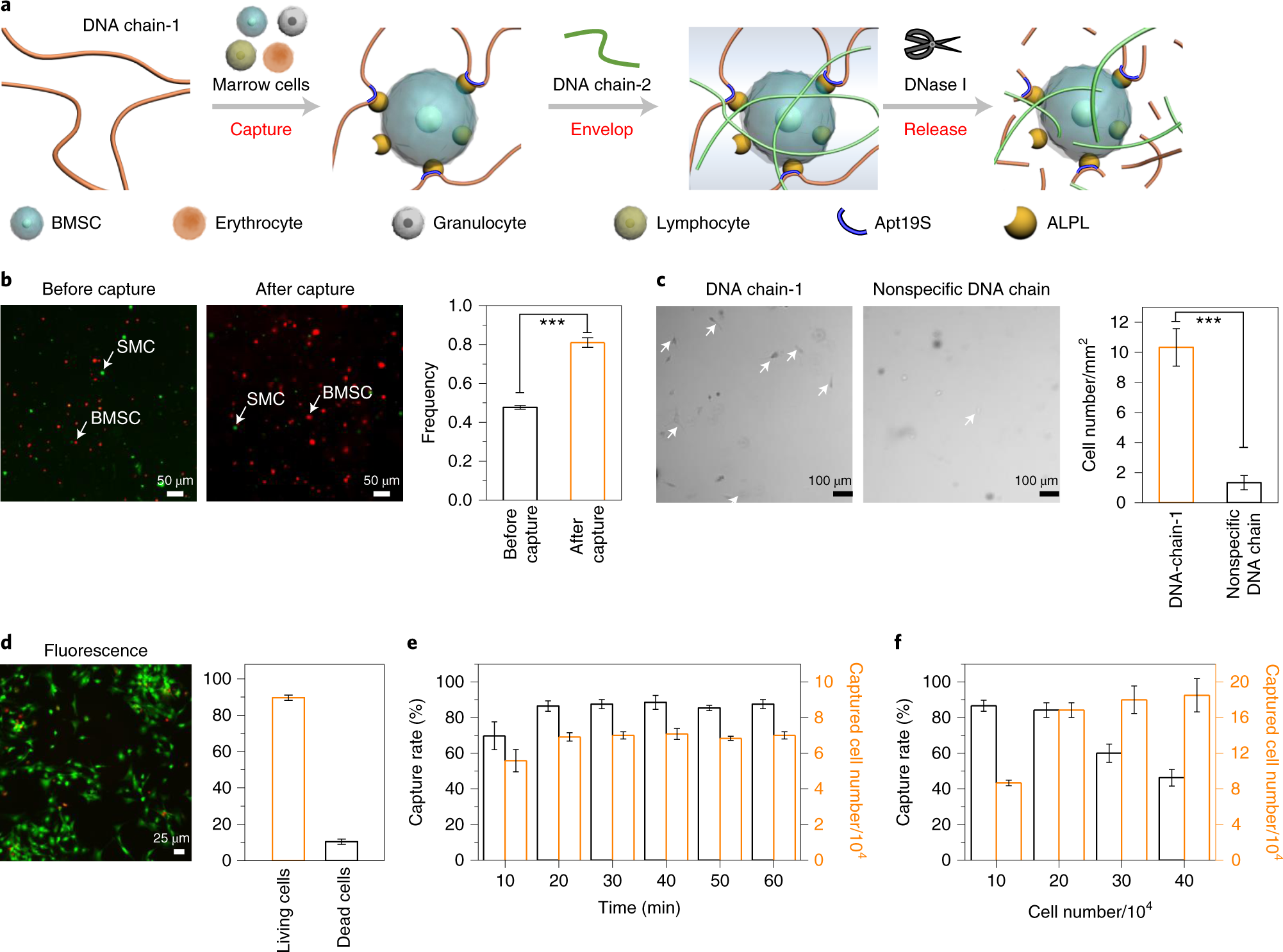 Fig. 2: RCA-based DNA network for stem cell isolation from bone marrow.