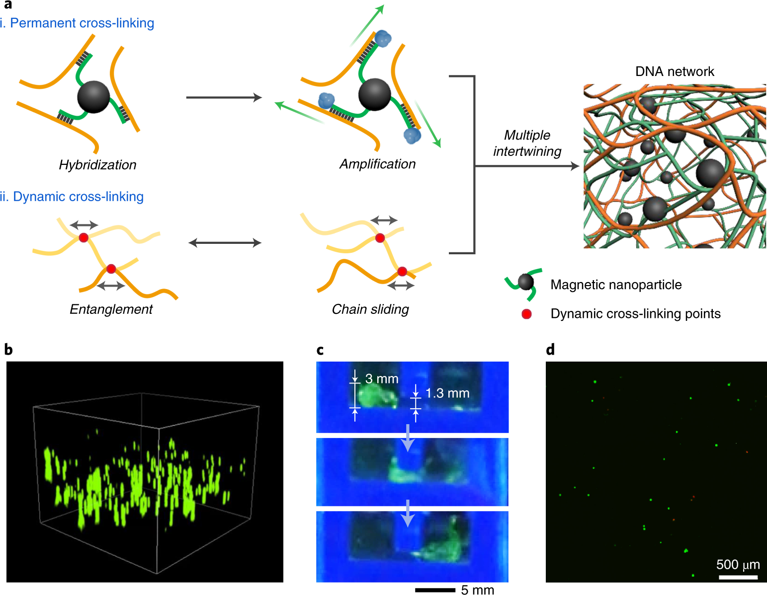 Fig. 3: RCA-based DNA robot for cell delivery in confined space.