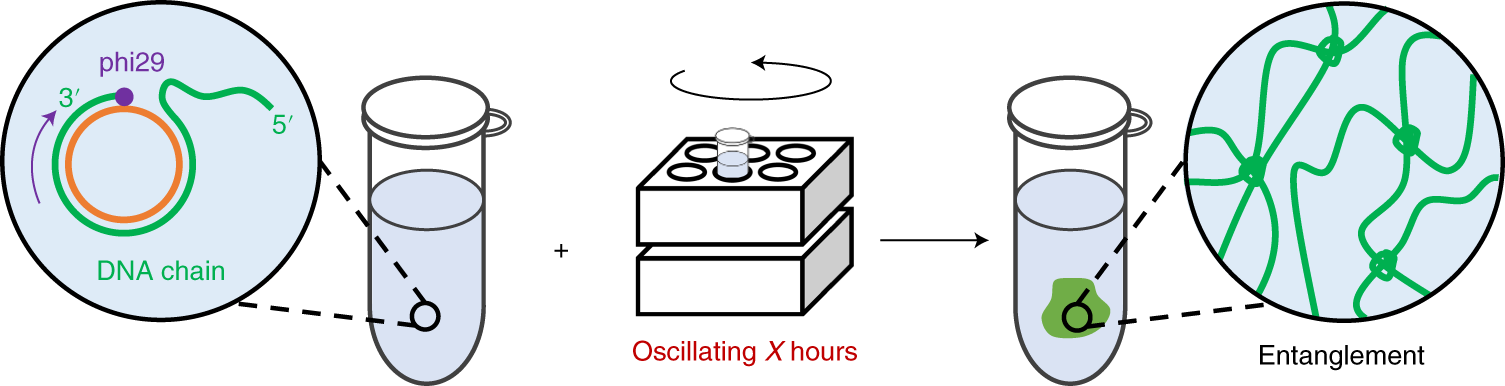 Fig. 4: Synthesis of DNA hydrogel by entanglement of DNA chains.