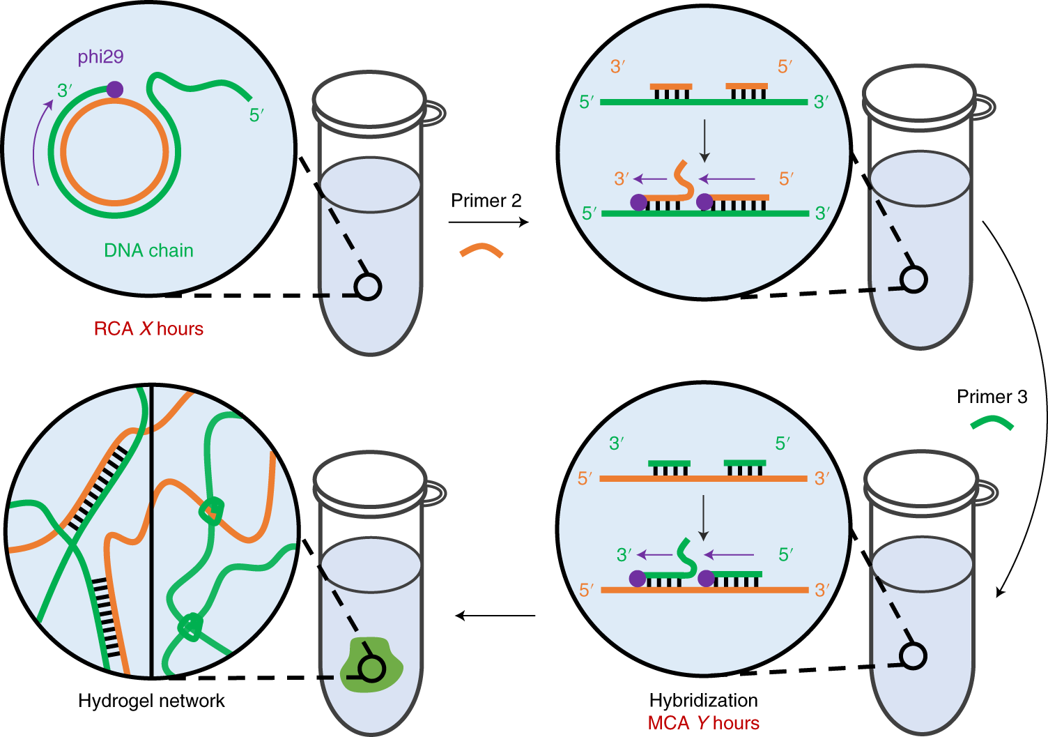 Fig. 5: Synthesis of DNA hydrogel by multi-primed chain amplification.