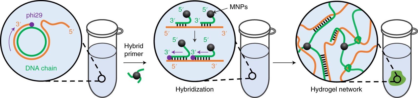Fig. 7: Synthesis of DNA hydrogel by hybridization with functional moieties.