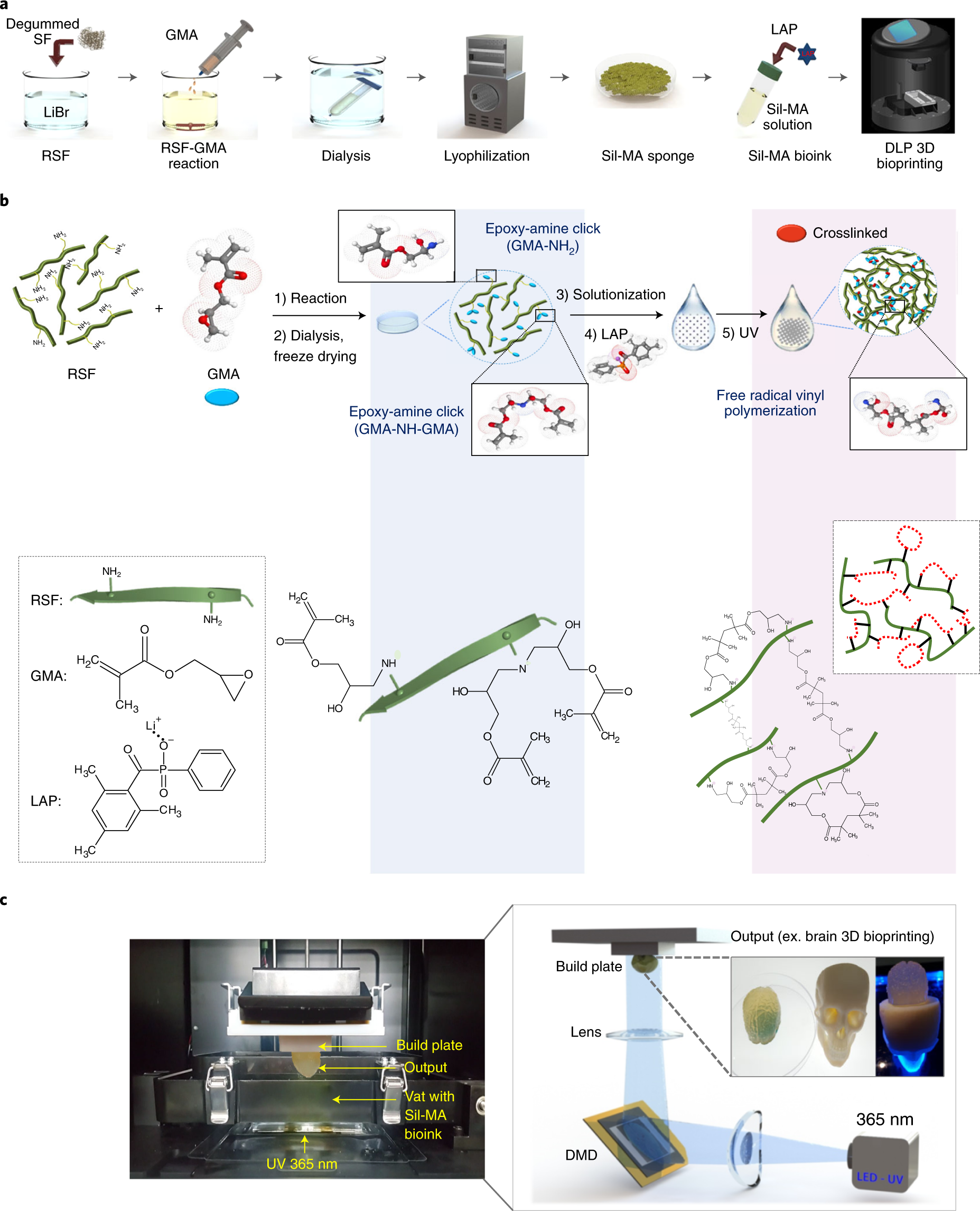 Fig. 1: Overview of the procedure for fabrication of Sil-MA bioink and Sil-MA hydrogel using a DLP 3D printer.