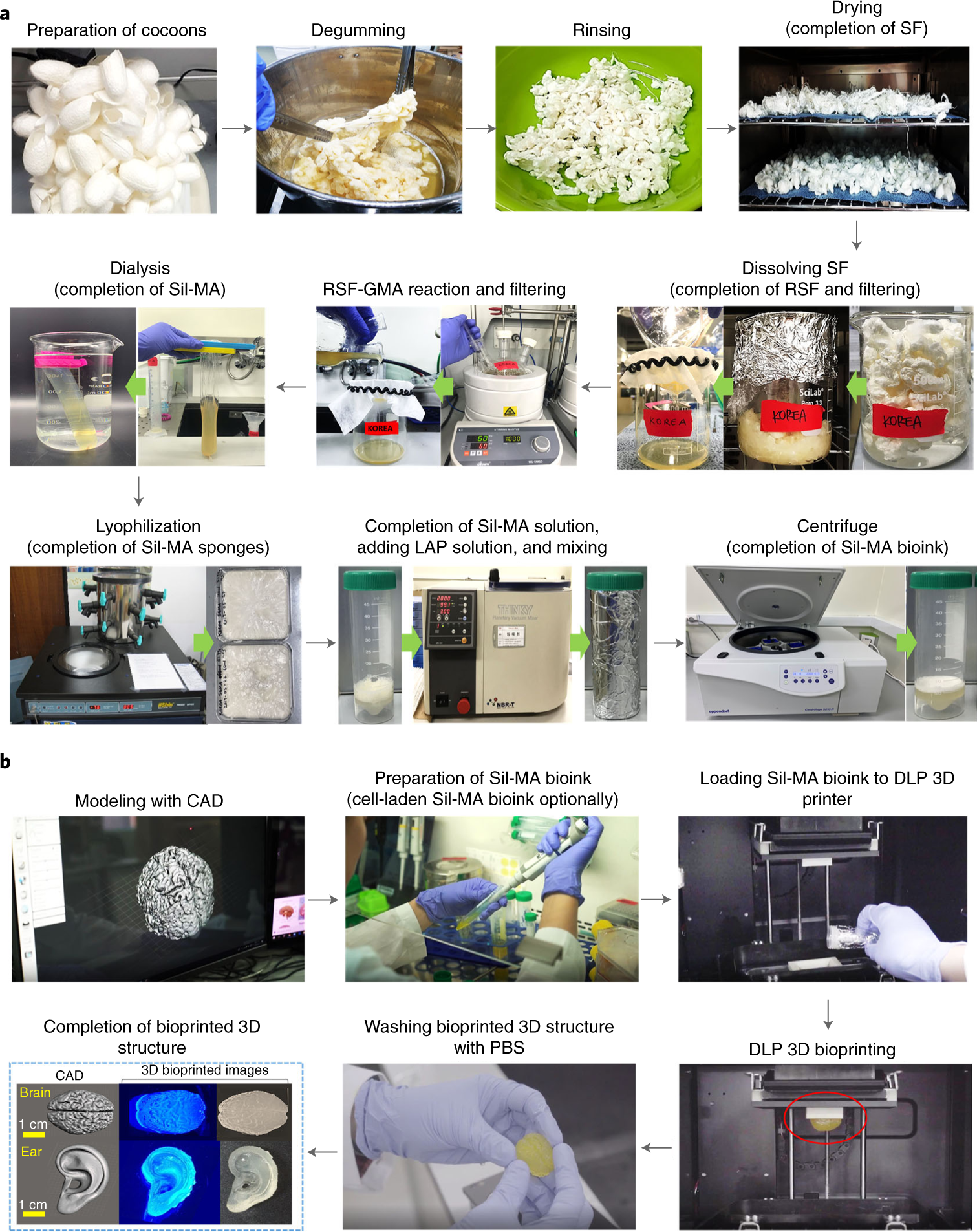 Fig. 2: Photographs of the process for preparation of Sil-MA bioink and hydrogel.