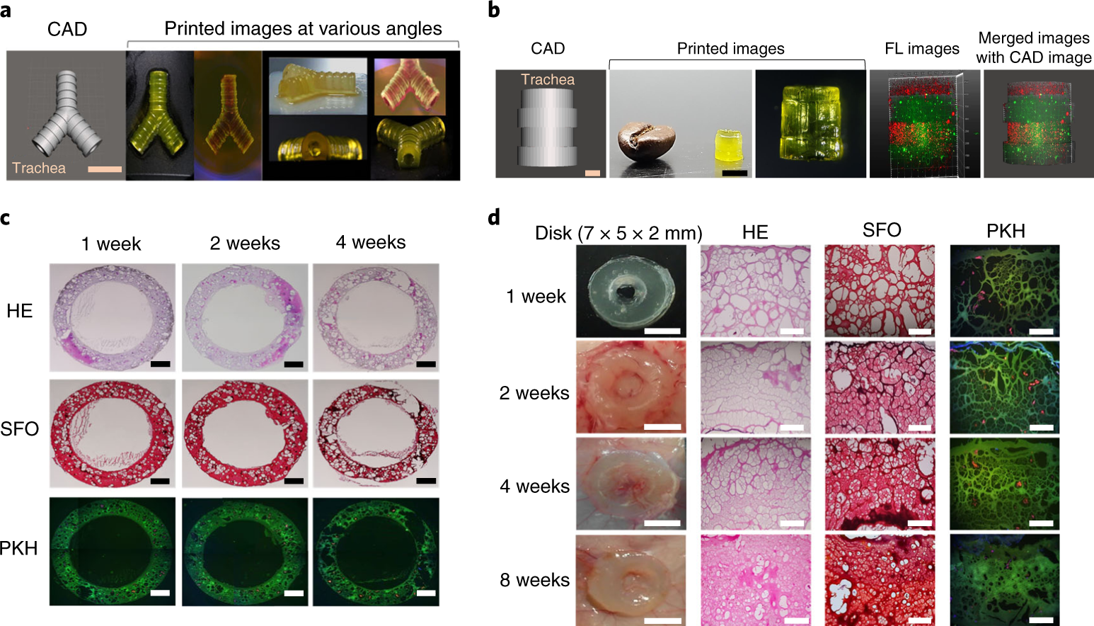 Fig. 3: Printability of Sil-MA bioink and its application for cartilage tissue engineering.